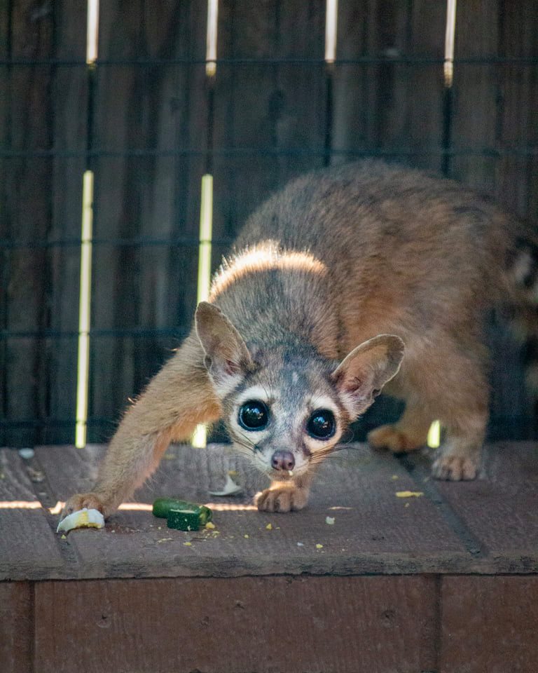 LV ZOO WELCOMES A LV ZOO WELCOMES A TAMMAR WALLABY AND AN EASTERN SCREECH  OWL - Lehigh Valley Zoo