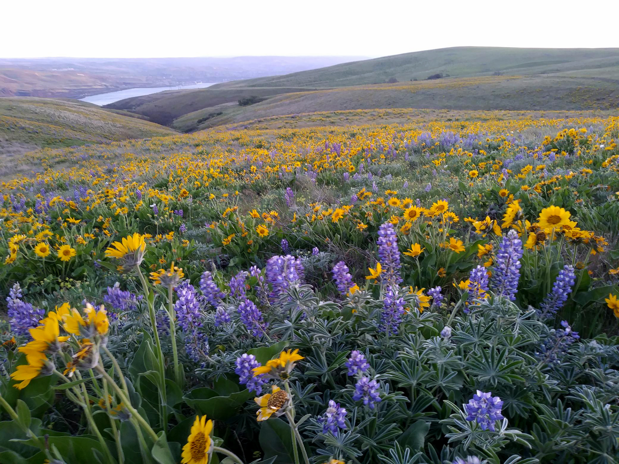 Wild Flowers Here And There And In Meadow Gardens Everywhere