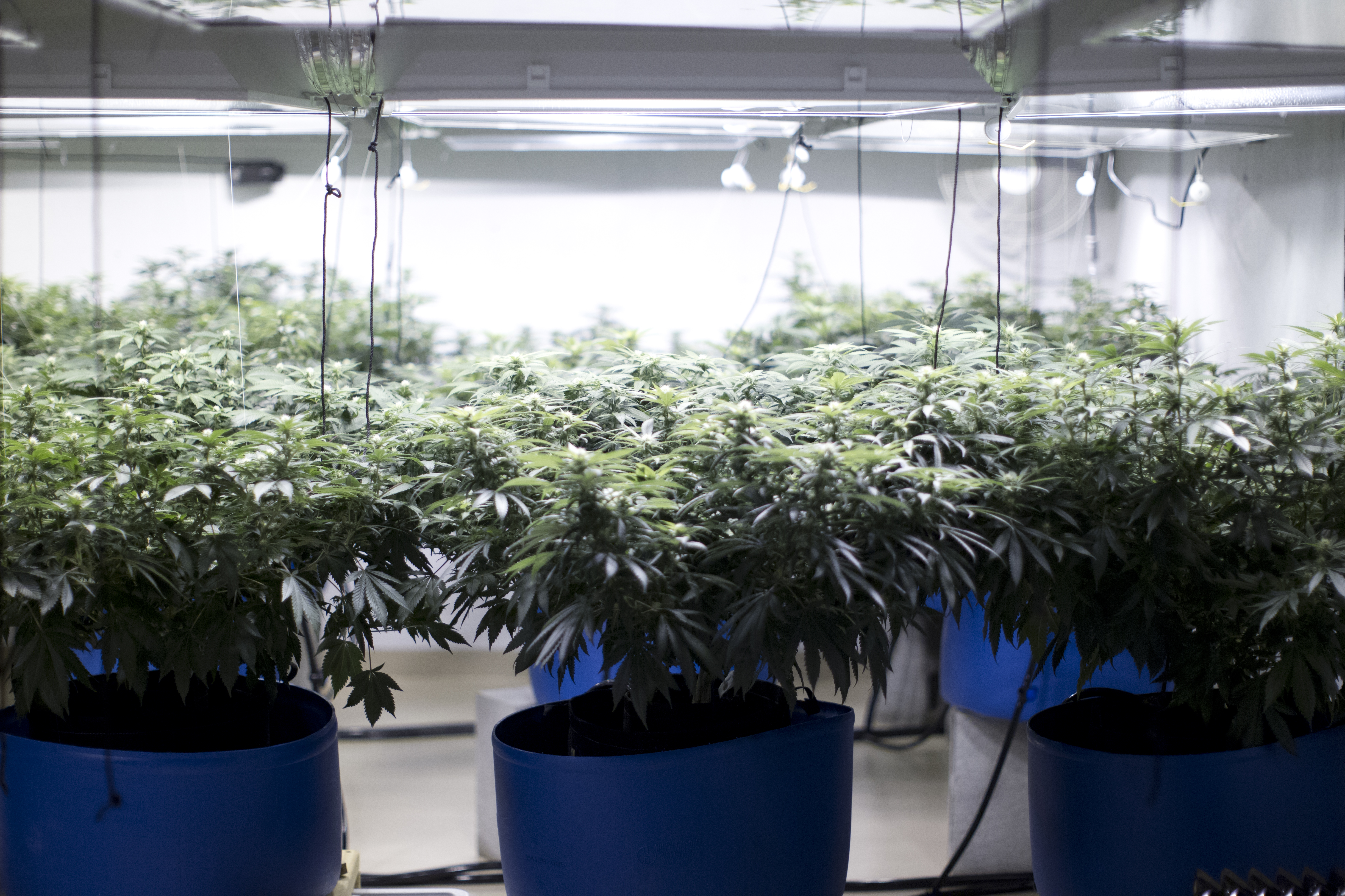 Pot laws in IL: Can you grow marijuana if you rent your home