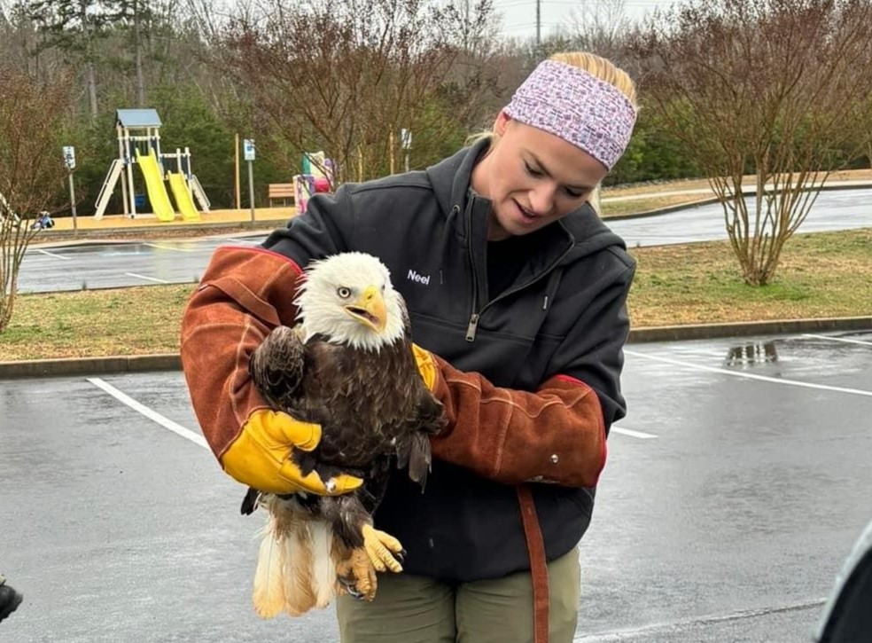 See It: A Bald Eagle Got Stuck In A Car's Front Grill In It, 59% OFF