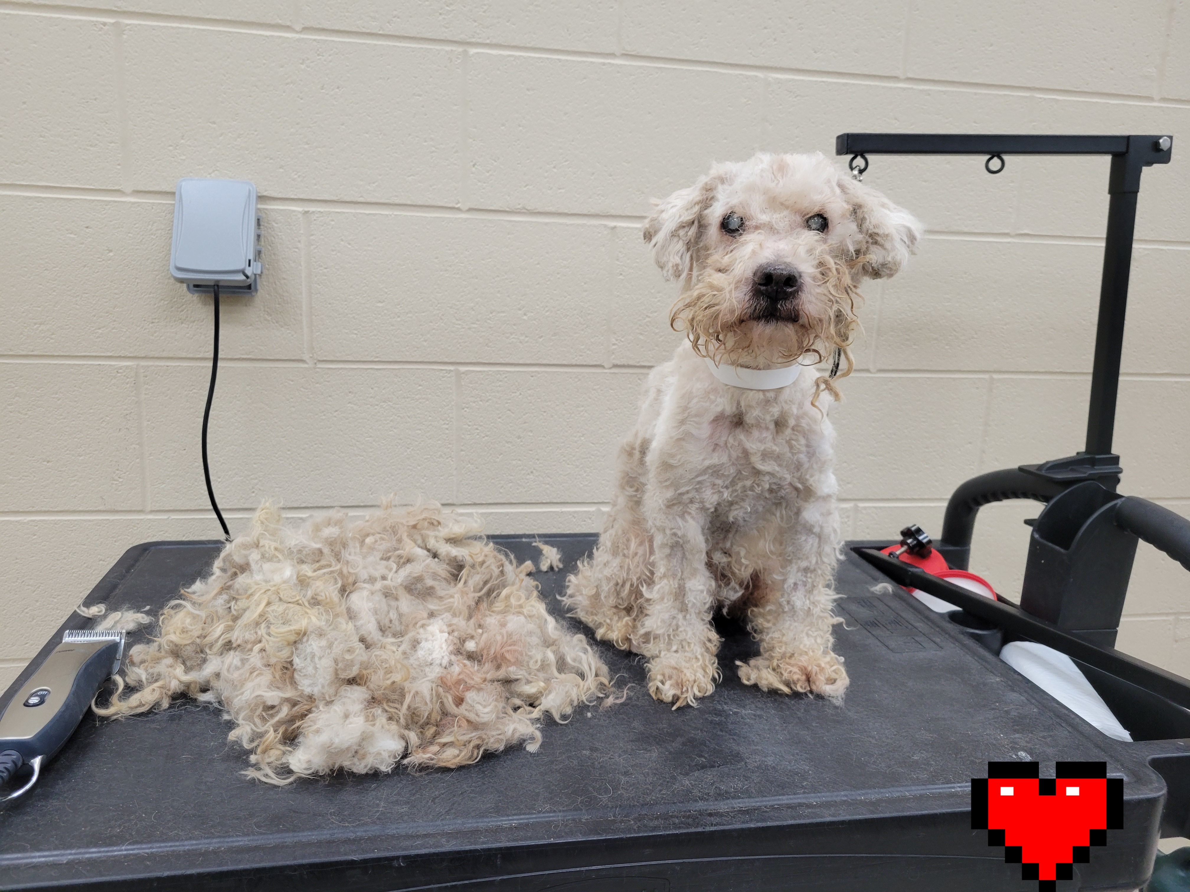 14 Neglected Toy Poodles Found In Long