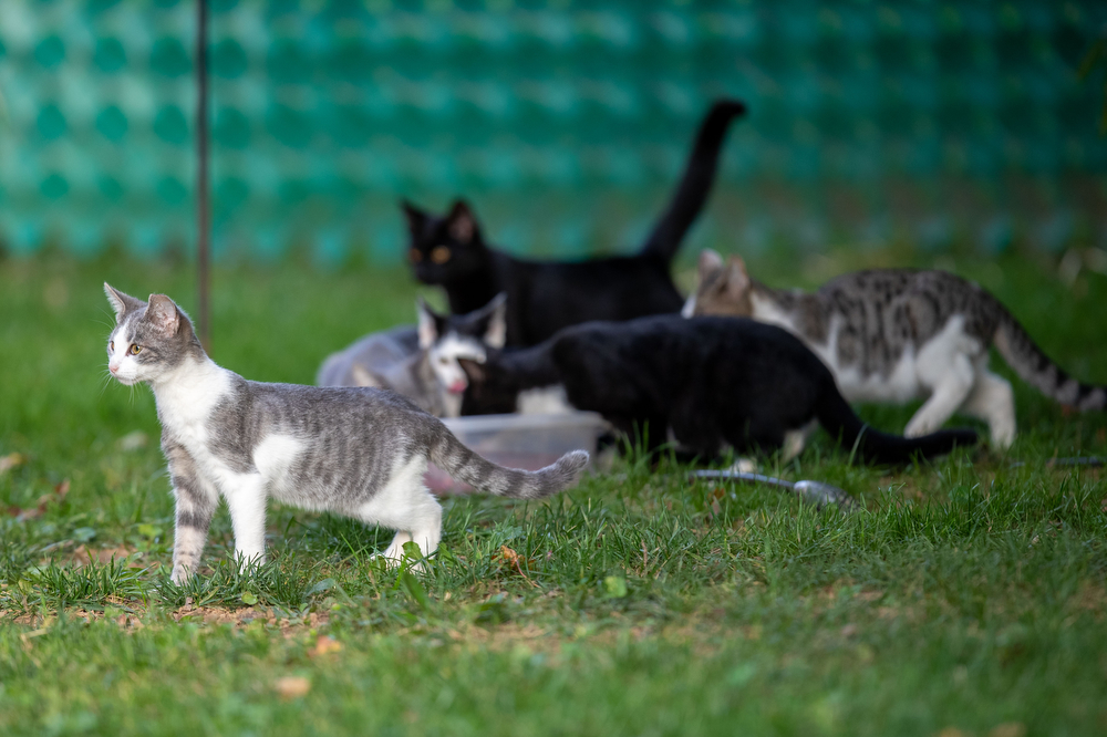 Volunteers helping feral cats in Mechanicsburg