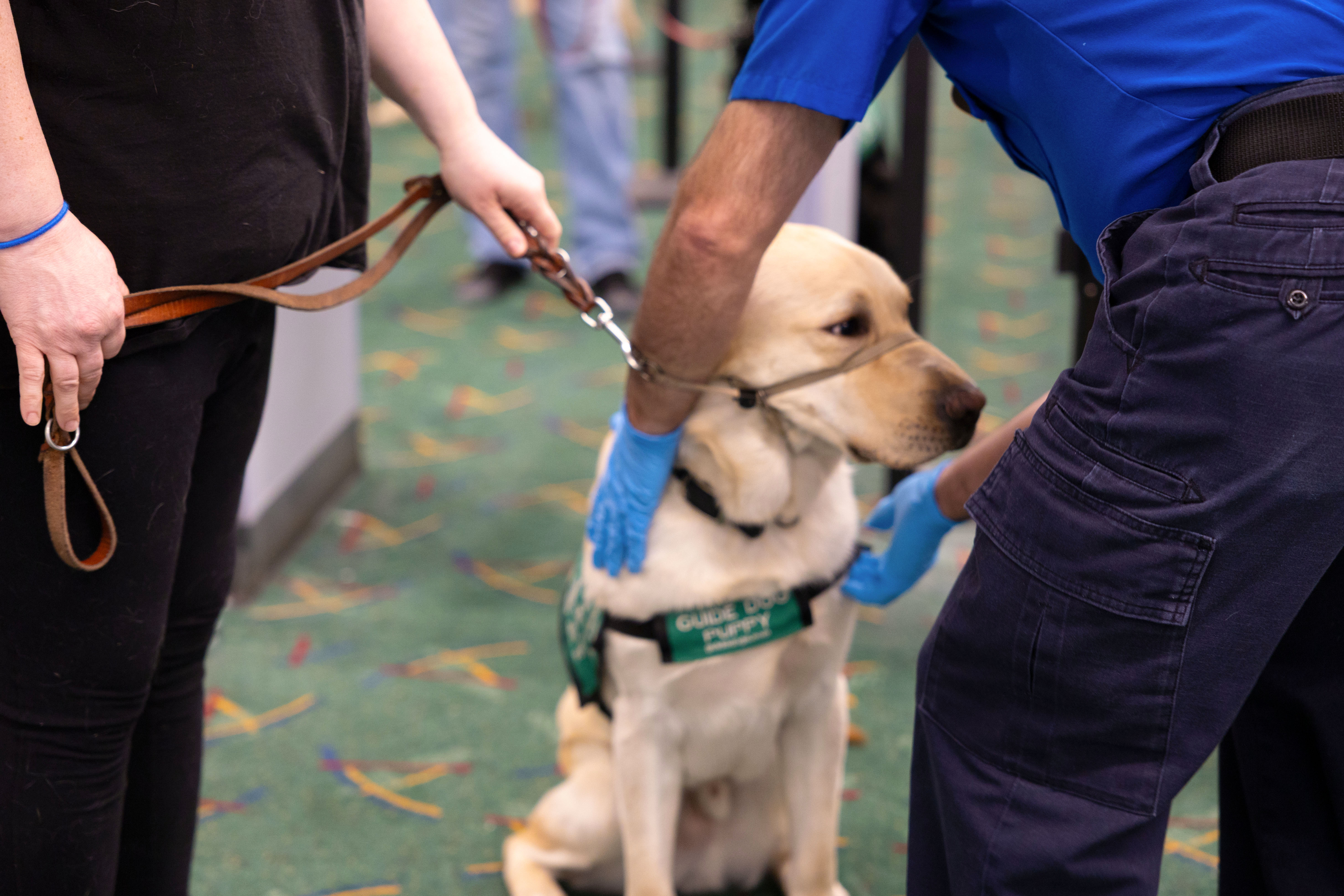 Guide Dogs for the Blind takes puppies in training through ...