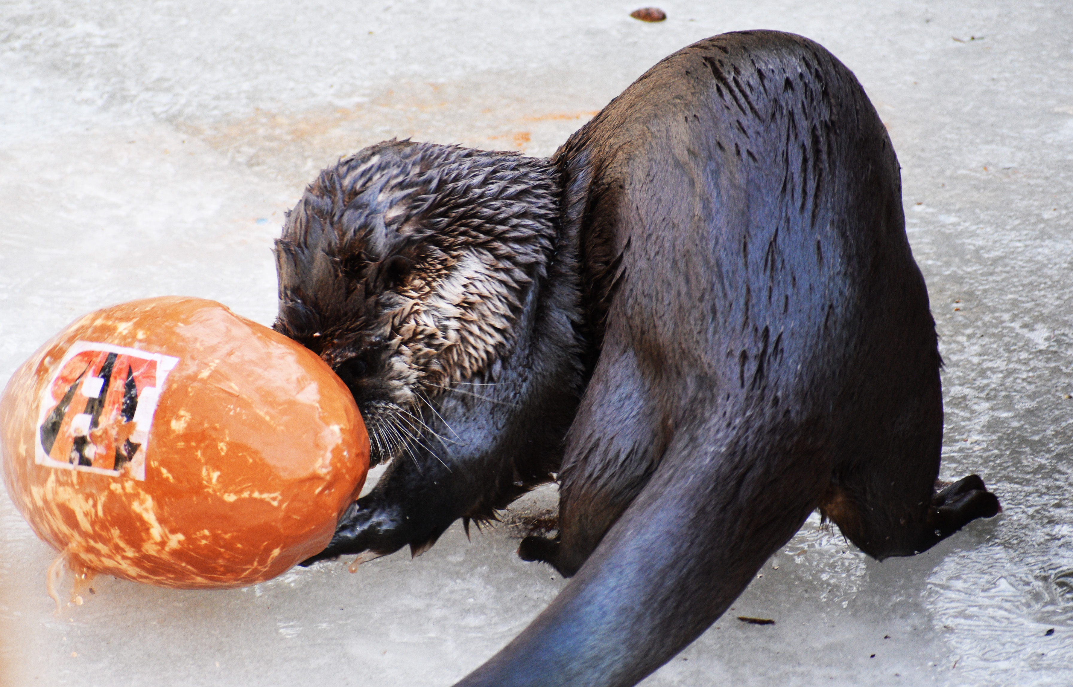 Cincinnati Zoo has players to add to Cincinnati Bengals Super Bowl.