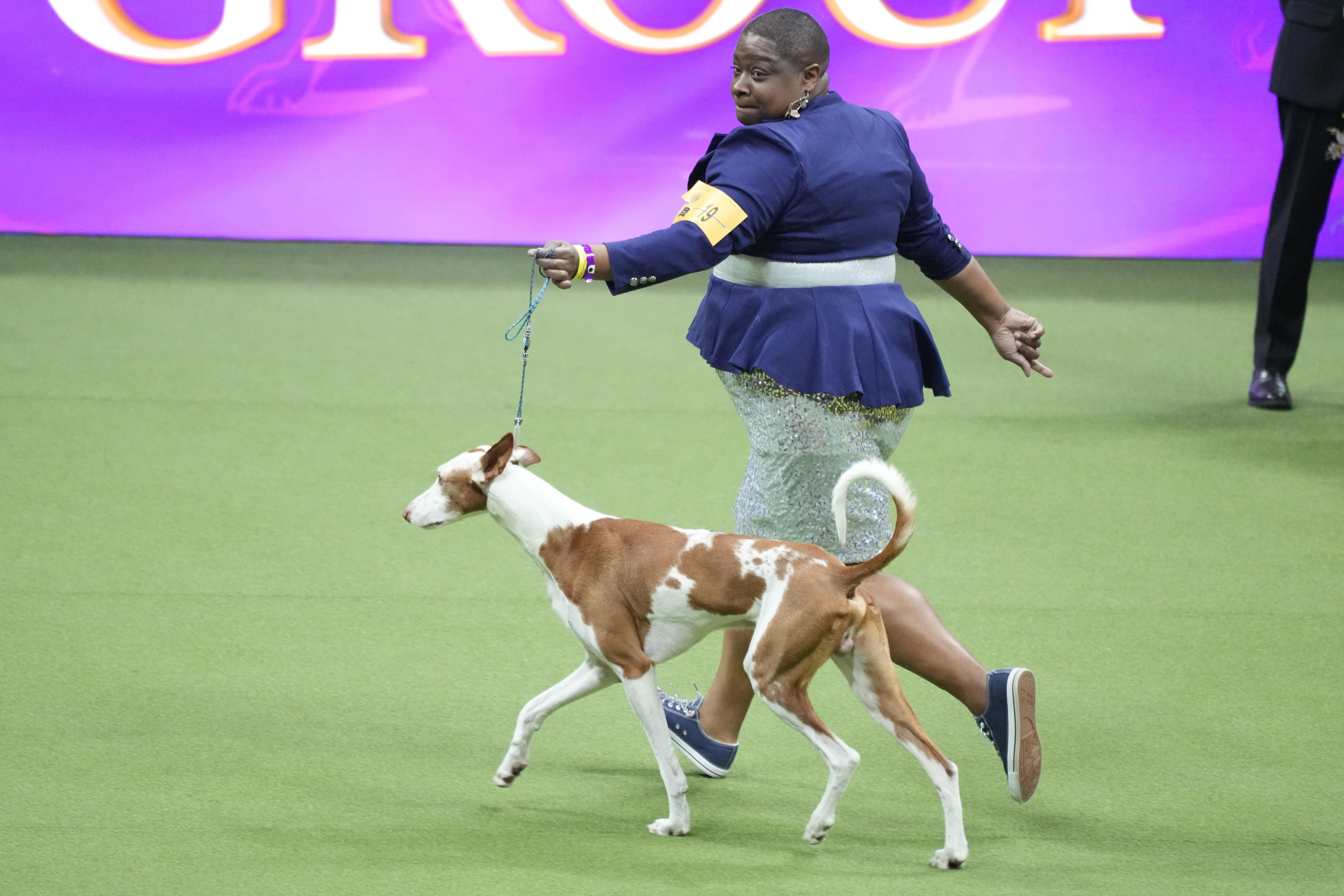 Westminster Dog Show 2023 free live stream How to watch online without cable