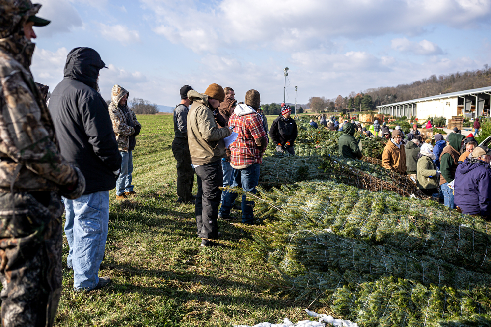 World’s largest Christmas tree auction at Buffalo Valley Produce Auction