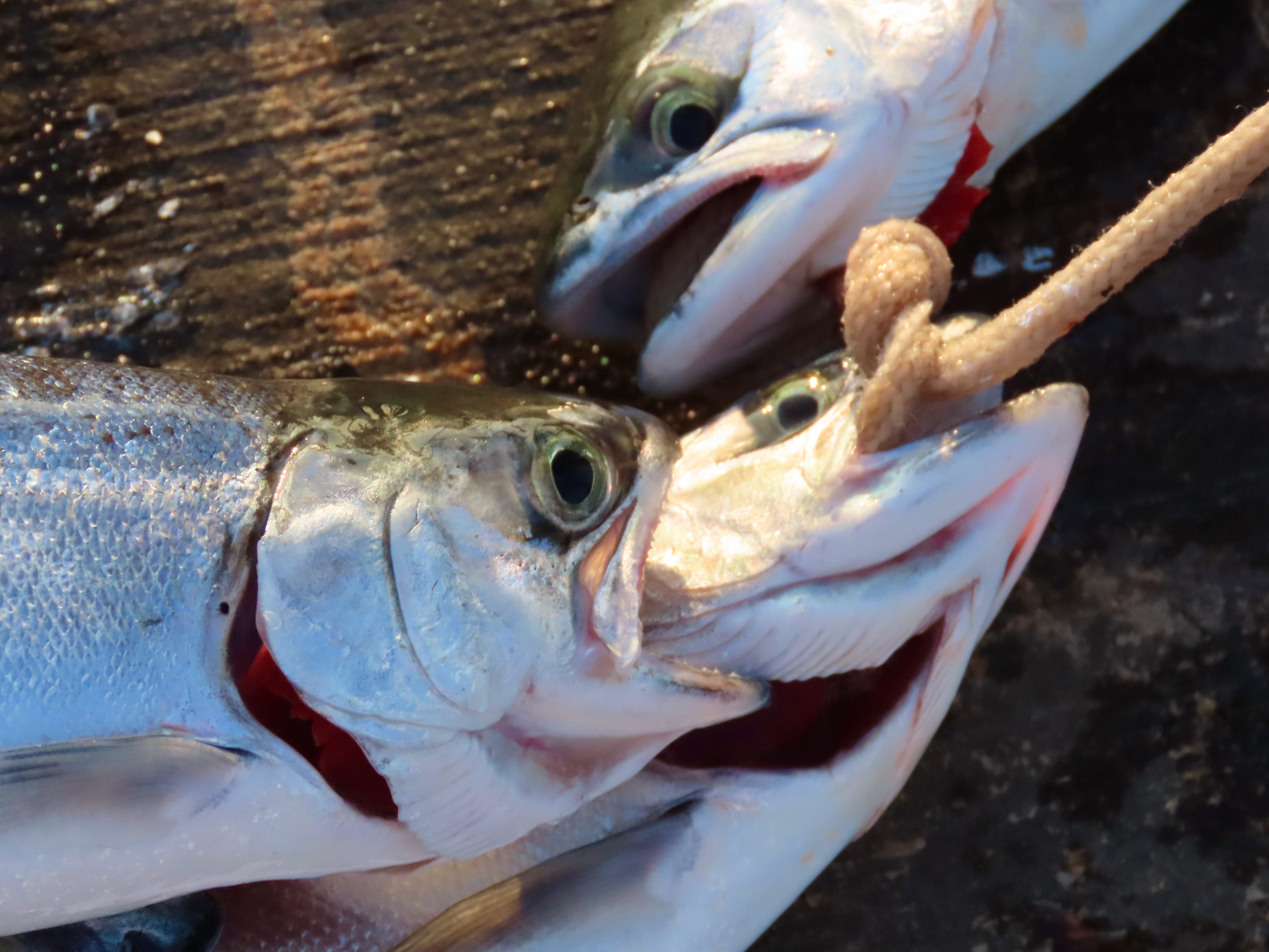 Steelhead\salmon rods - Other Fish Species - Bass Fishing Forums