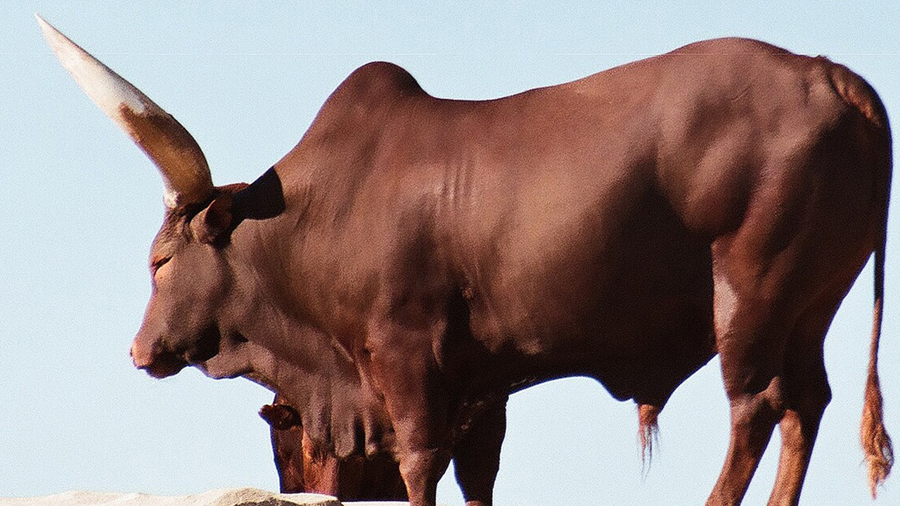 No bull Man guides steer on leash into Petco