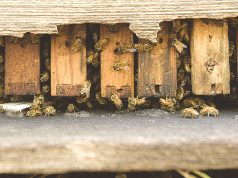 Do Women Make Better Beekeepers? – Savannah Bee Company