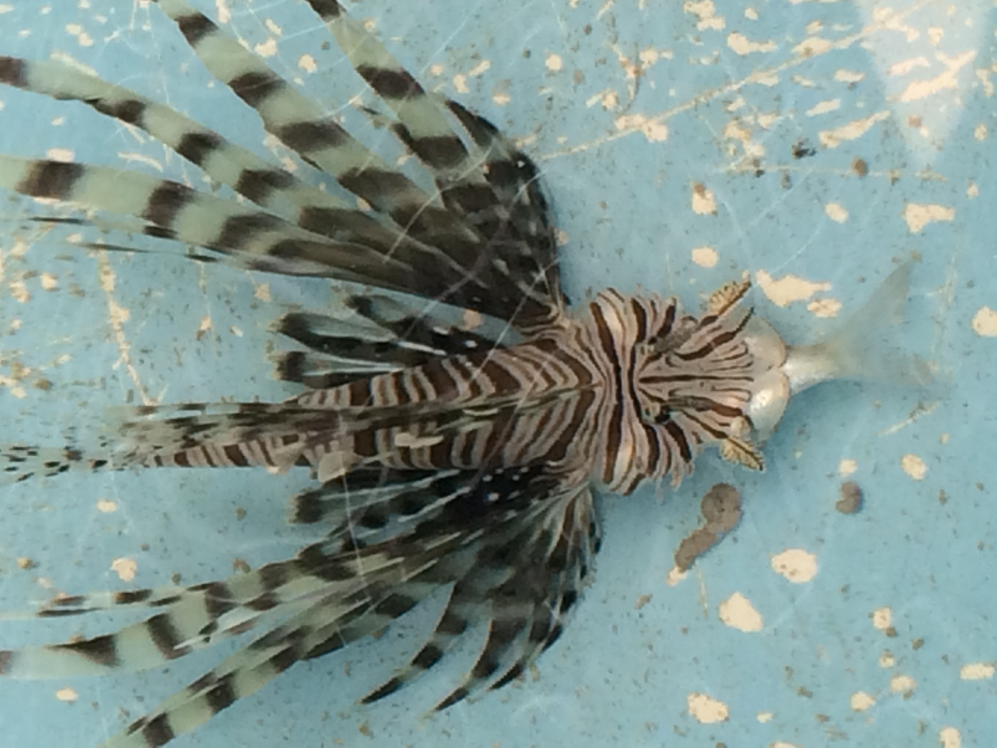 Red Lionfish Food Web