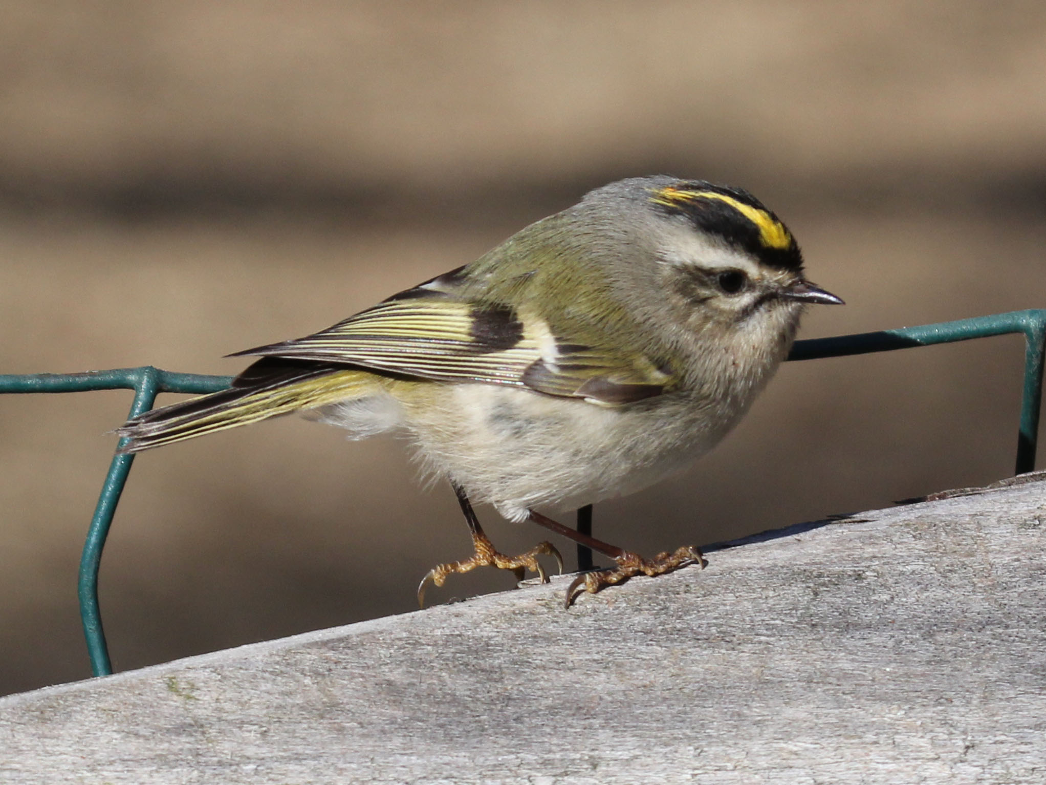 Wild Georgia: Kinglets assume alt of state's tiniest birds in winter