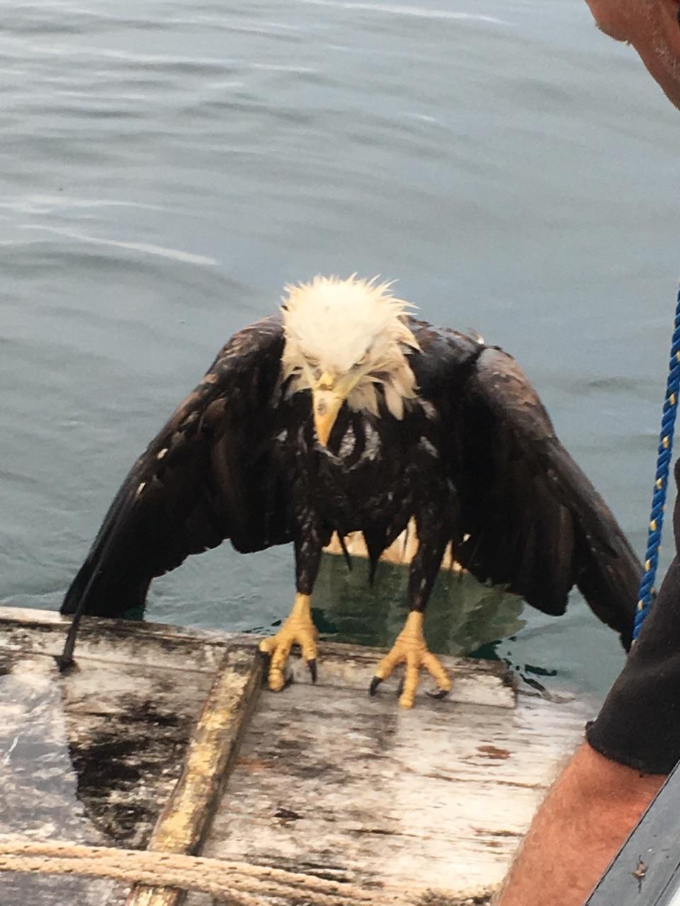 TheVibes.com on X: Regent of Pahang rescues eagle trapped in a fishing net   / X