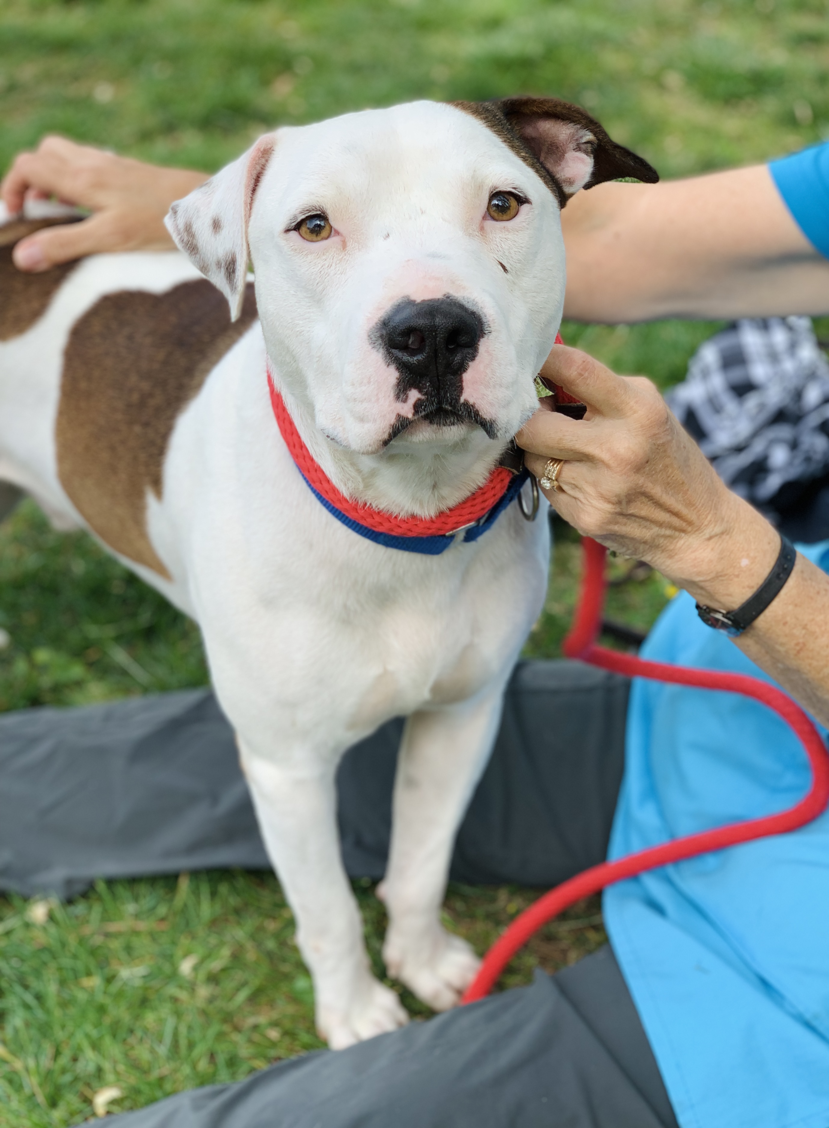 Amari is this week's adoptable pet from Life Community Animal Center.