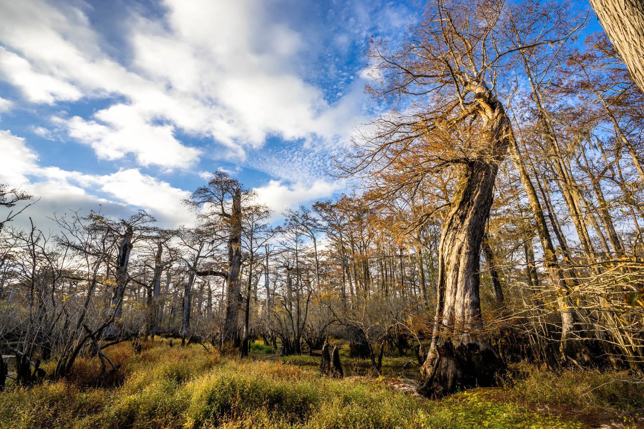 Kayak on Three Sisters Swamp of the Black River, a tributary of the Cape Fear River, and witness ancient bald cypress trees ranging from 1,600 to 2,500 years old.
Courtesy of Cape Fear River Adventures