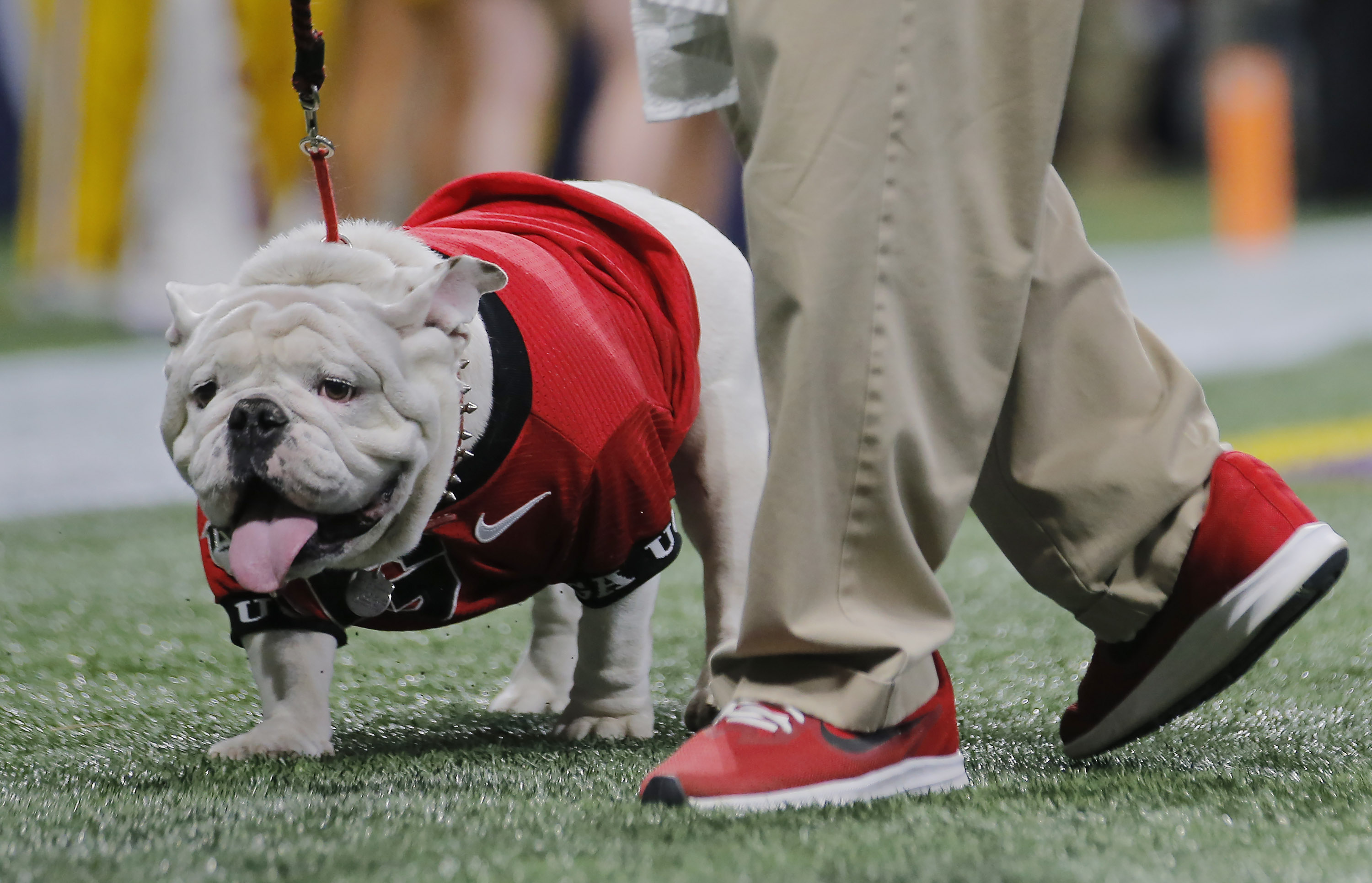 Joe Burrow Not A Fan Of LSU Having Live Mascot, 'I'm Anti Animal