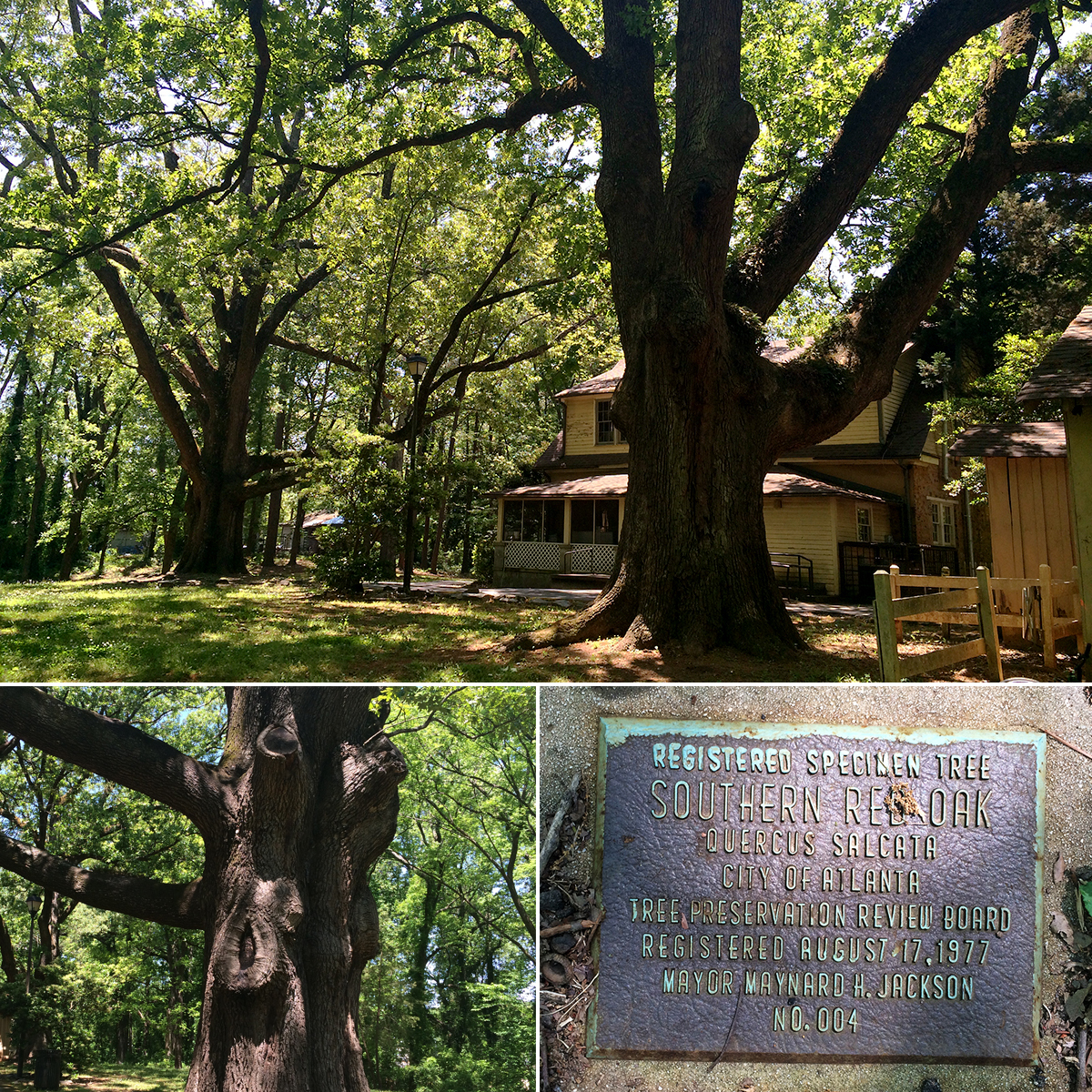 The Gilbert House Oaks