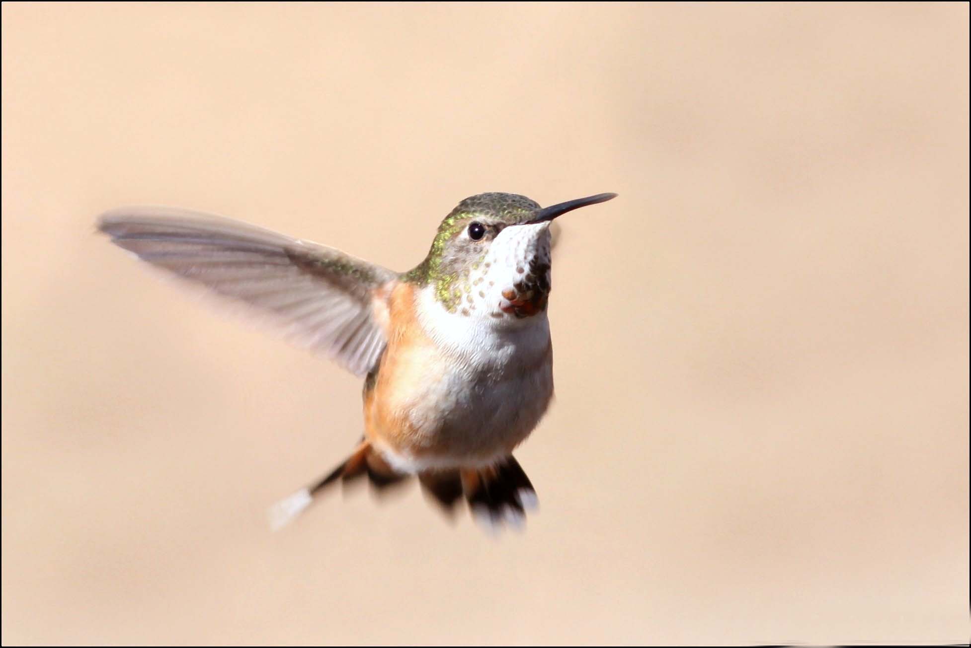 Wild Georgia: Georgia&rsquo;s &lsquo;second hummingbird season&rsquo; is underway