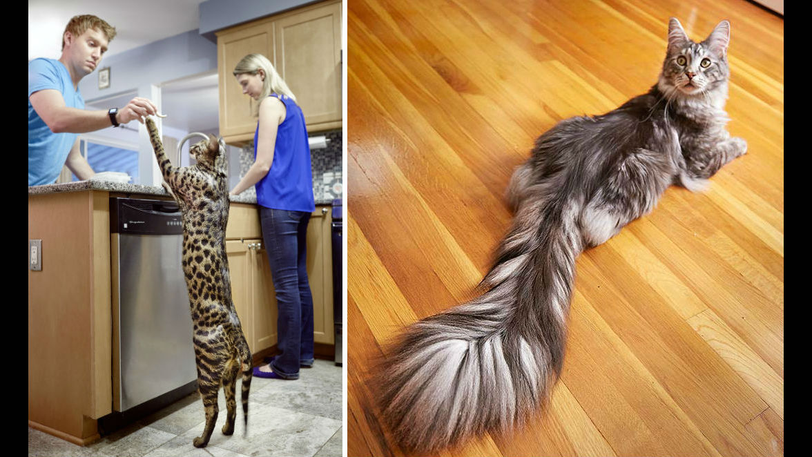 the largest cat in the world