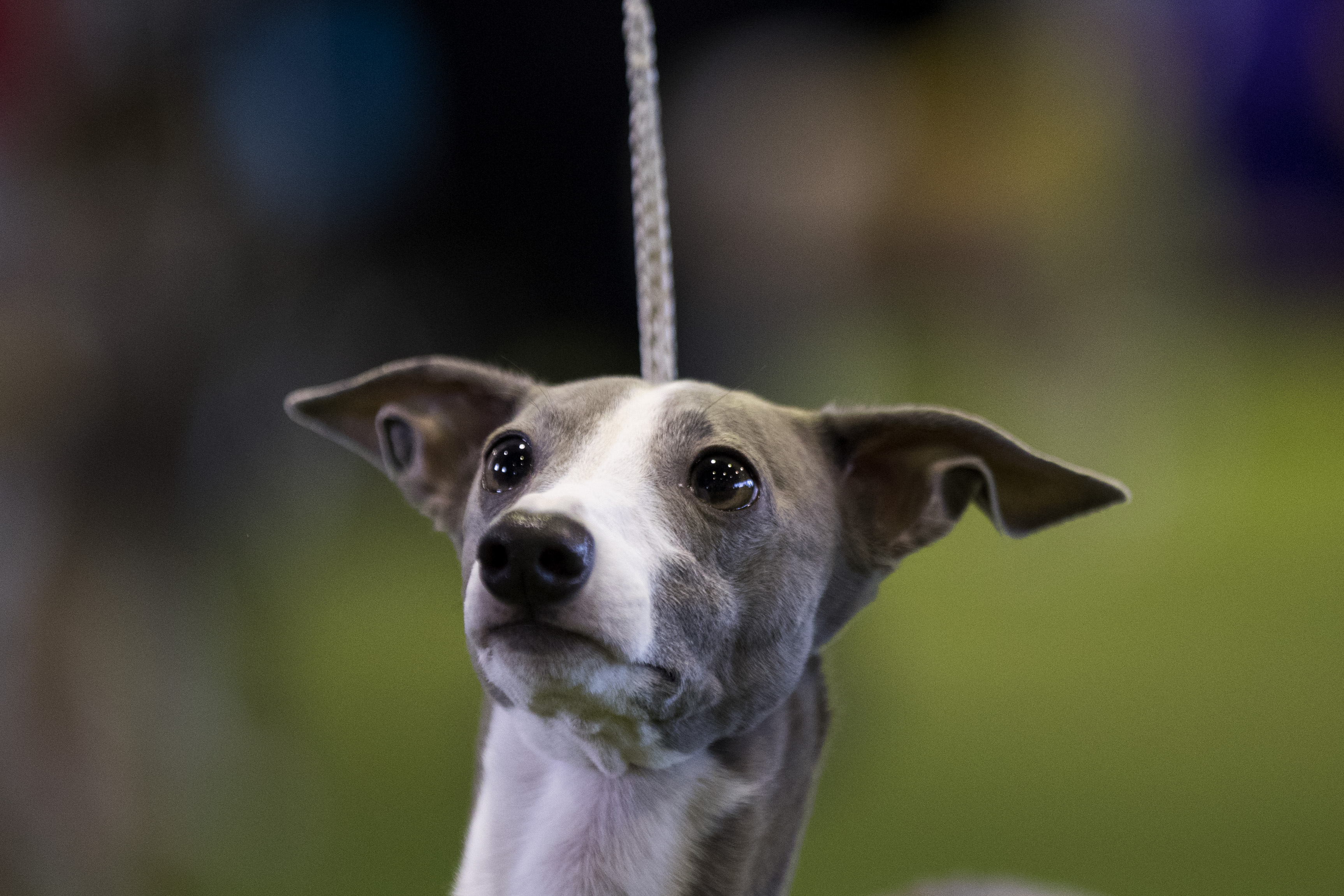 Italian greyhound sales westminster dog show