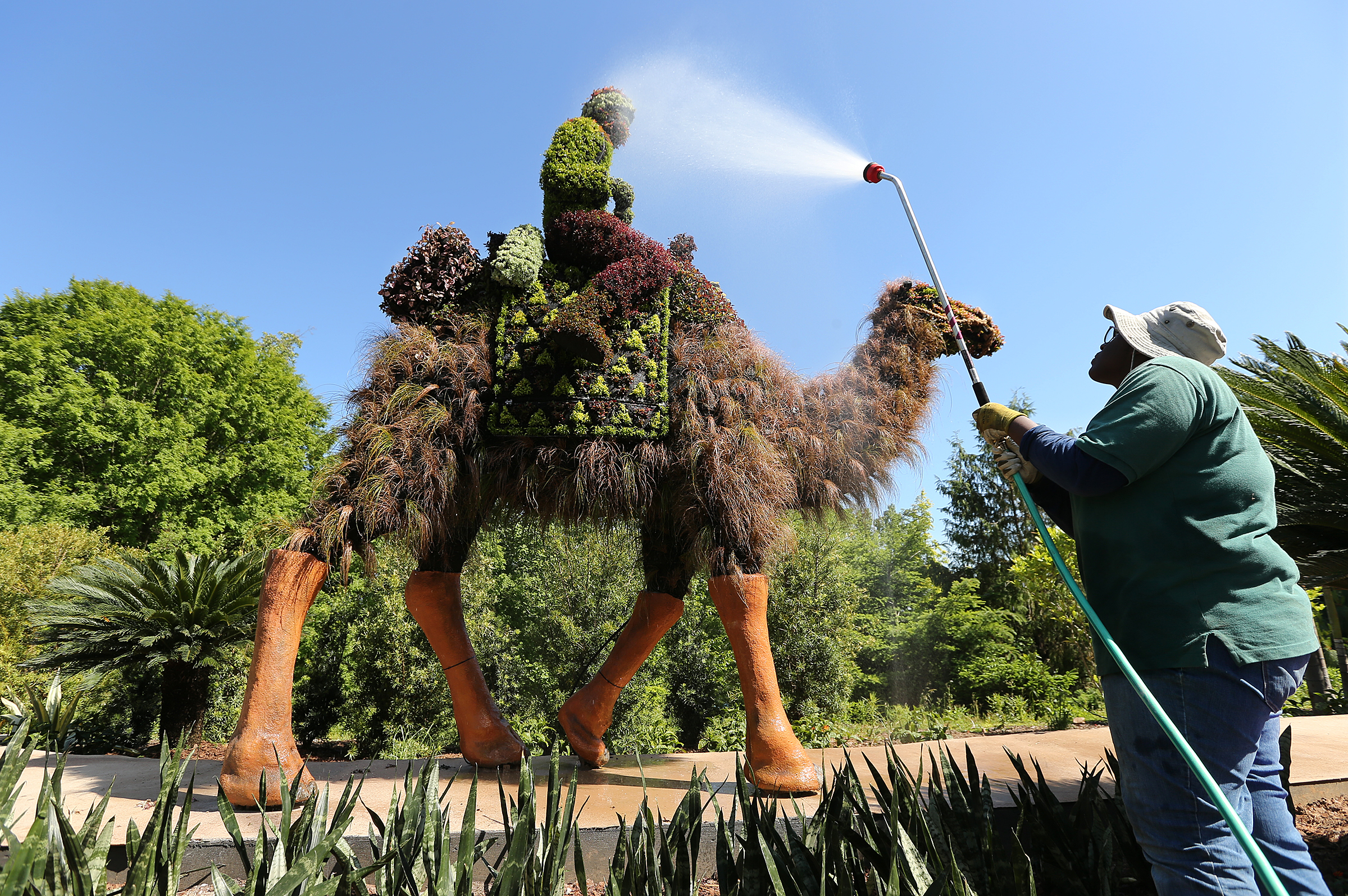 Johnessia Moss waters part of the Camels sculpture in Imaginary Worlds at Atlanta Botanical Gardens on Monday, April 30, 2018, in Atlanta. Curtis Compton/ccompton@ajc.com