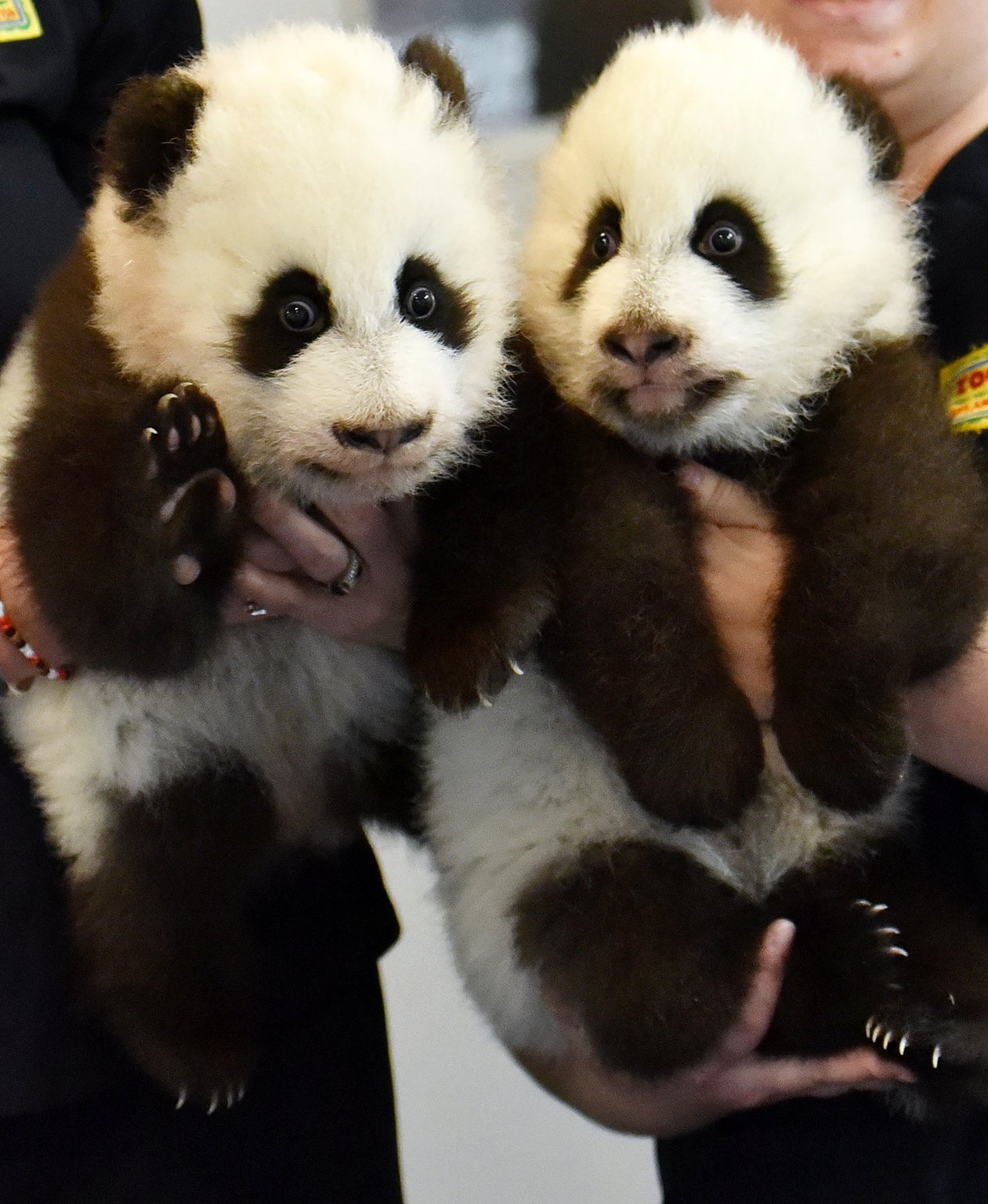 ♡ 。*❁panda cub❁*。大きなトランプJSK♡110♡ ghows-GA-f162c3eb-4a14-452c-