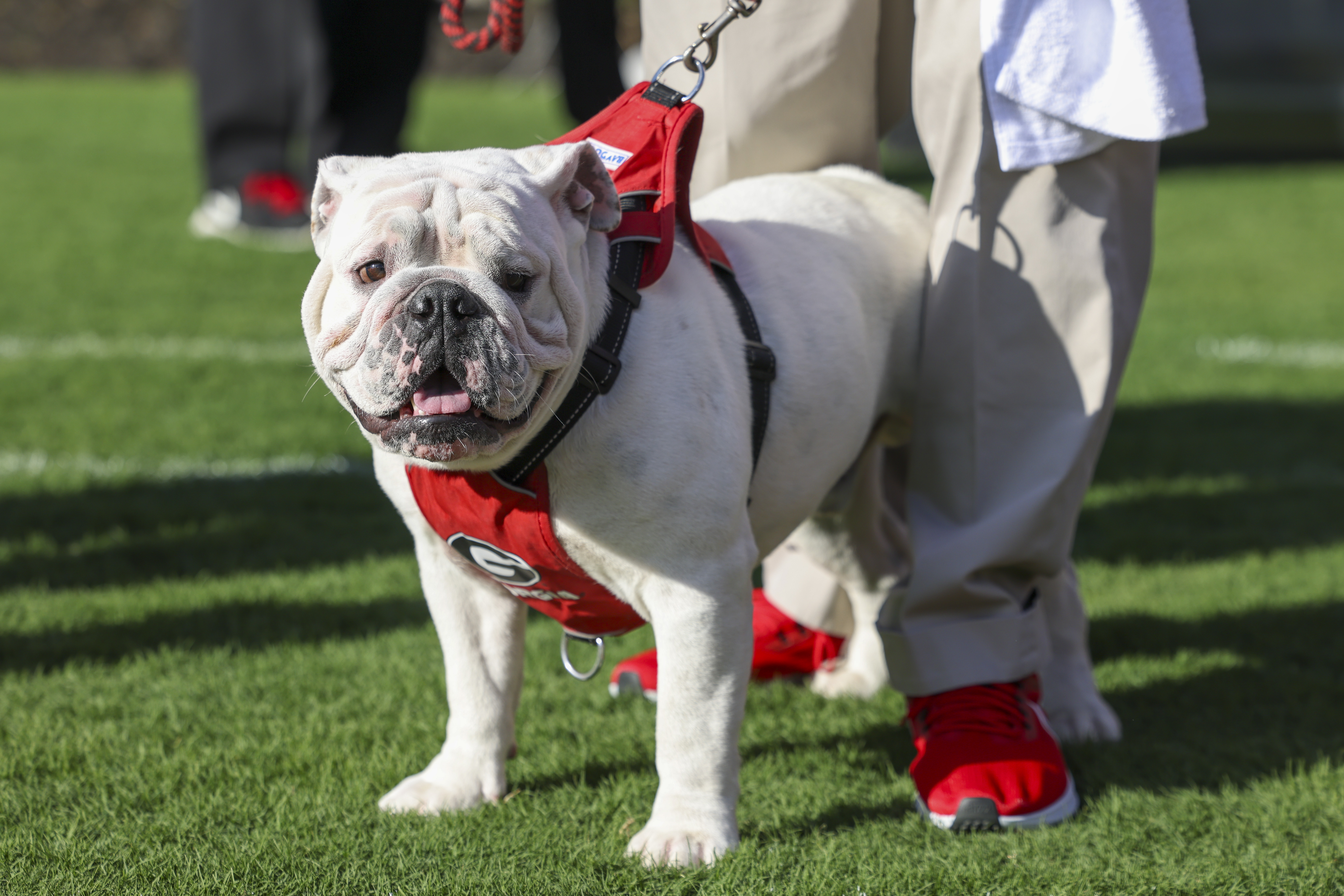Boom takes over as Georgia's official mascot