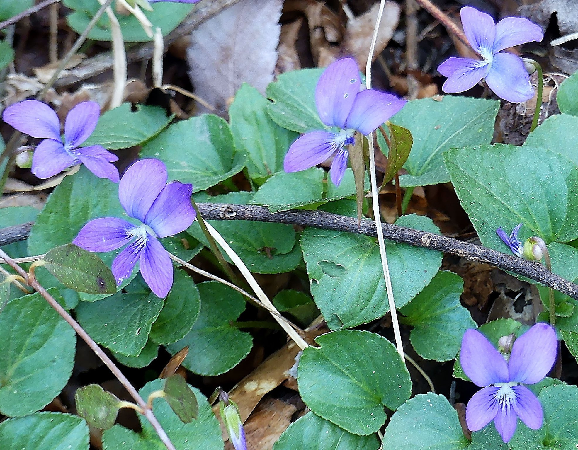 Charles Seabrook's Wild Georgia