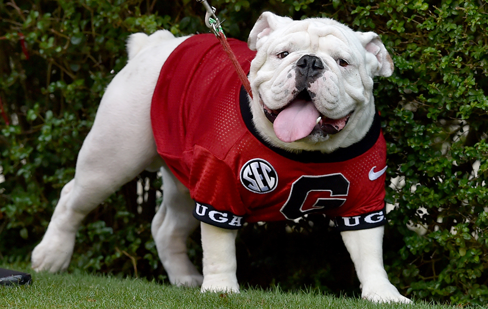 Georgia unveils English bulldog puppy Boom as new Uga mascot