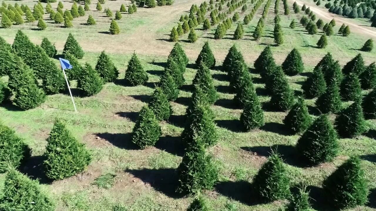 Fulton County Christmas Tree Recycling 2022 How To Recycle Your Christmas Tree In Metro Atlanta