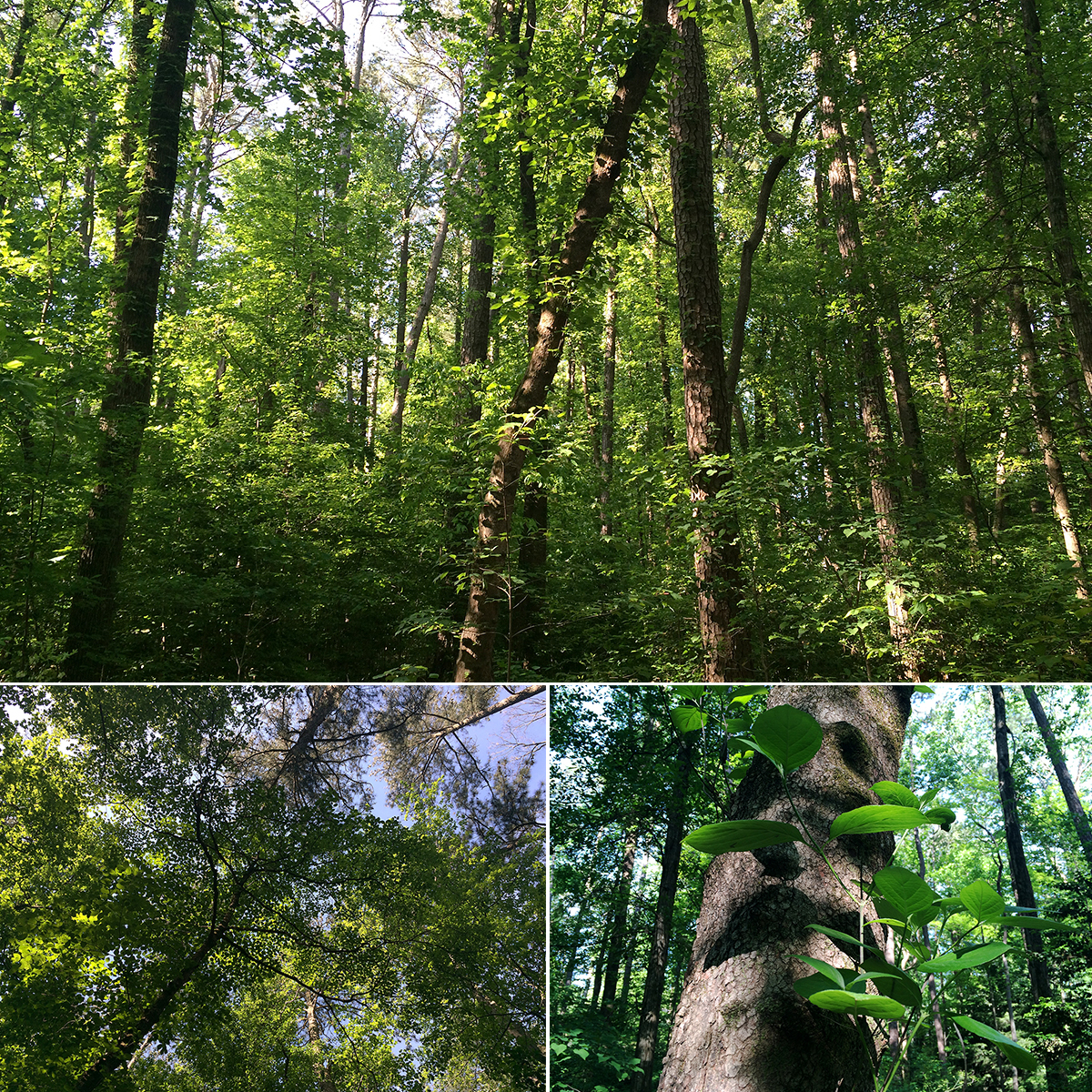 America's Tallest Dogwood at Woodlands Park in Decatur