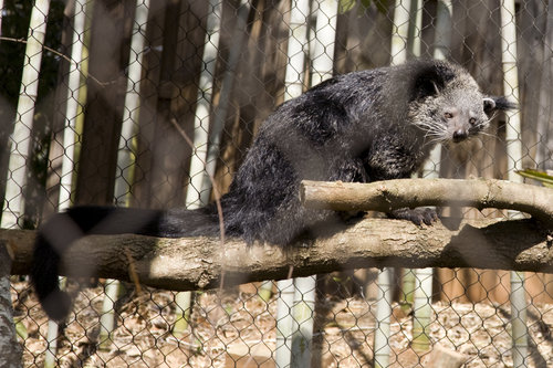 Timber is a 12-year-old binturong new to Zoo Atlanta's Complex Carnivores exhibit. She's nocturnal, and also a carnivore who enjoys an omnivore diet of fruits, leaves, eggs, insects and small mammals.
