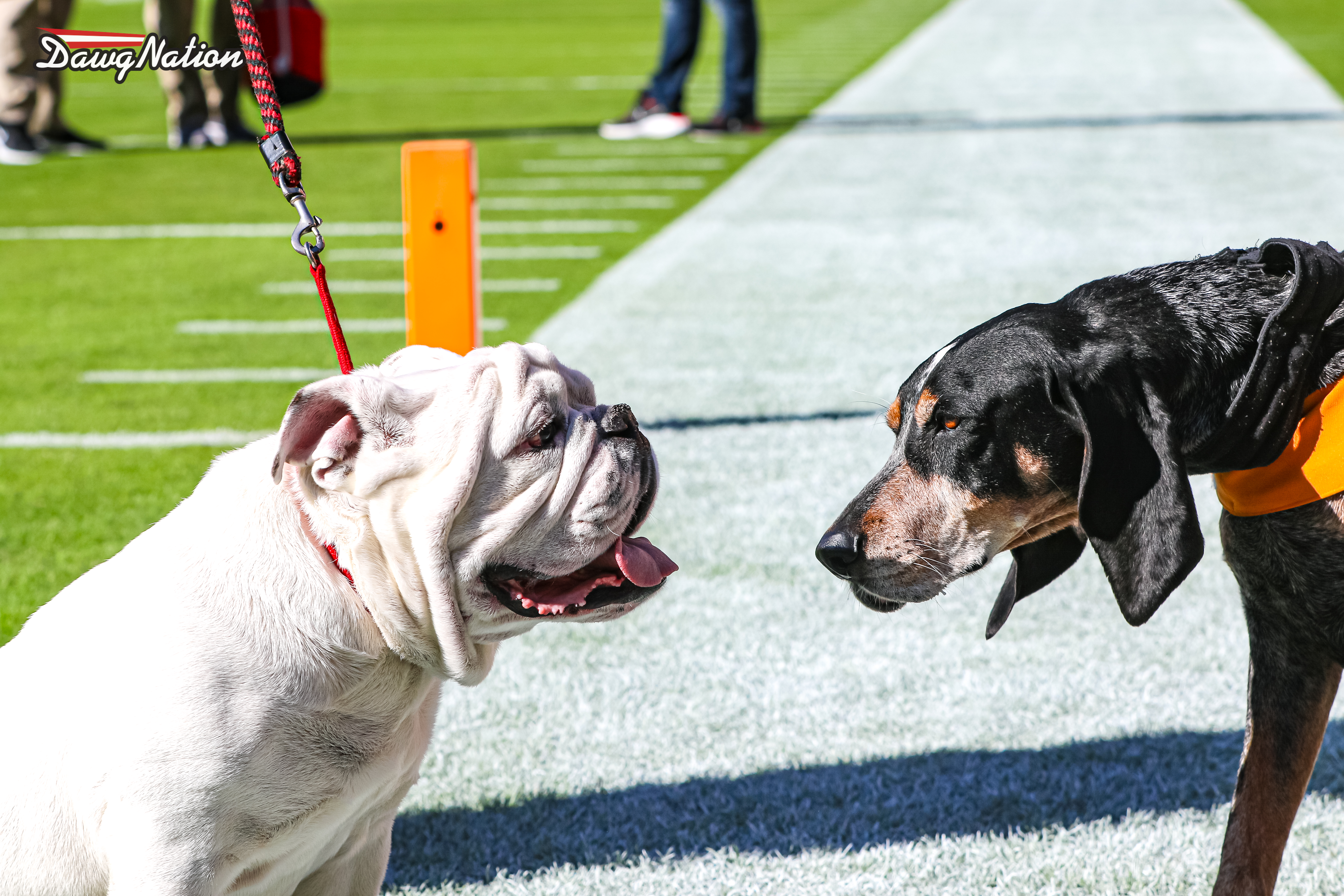 Tennessee football: Five key Georgia Bulldogs to watch for against Vols -  Page 5