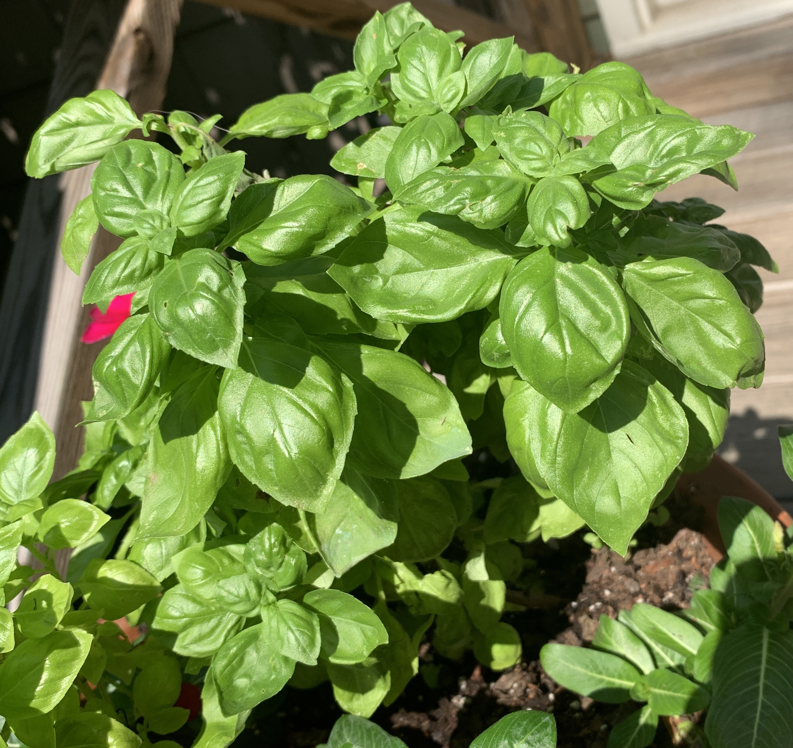 Removing blooms prevents bitter basil