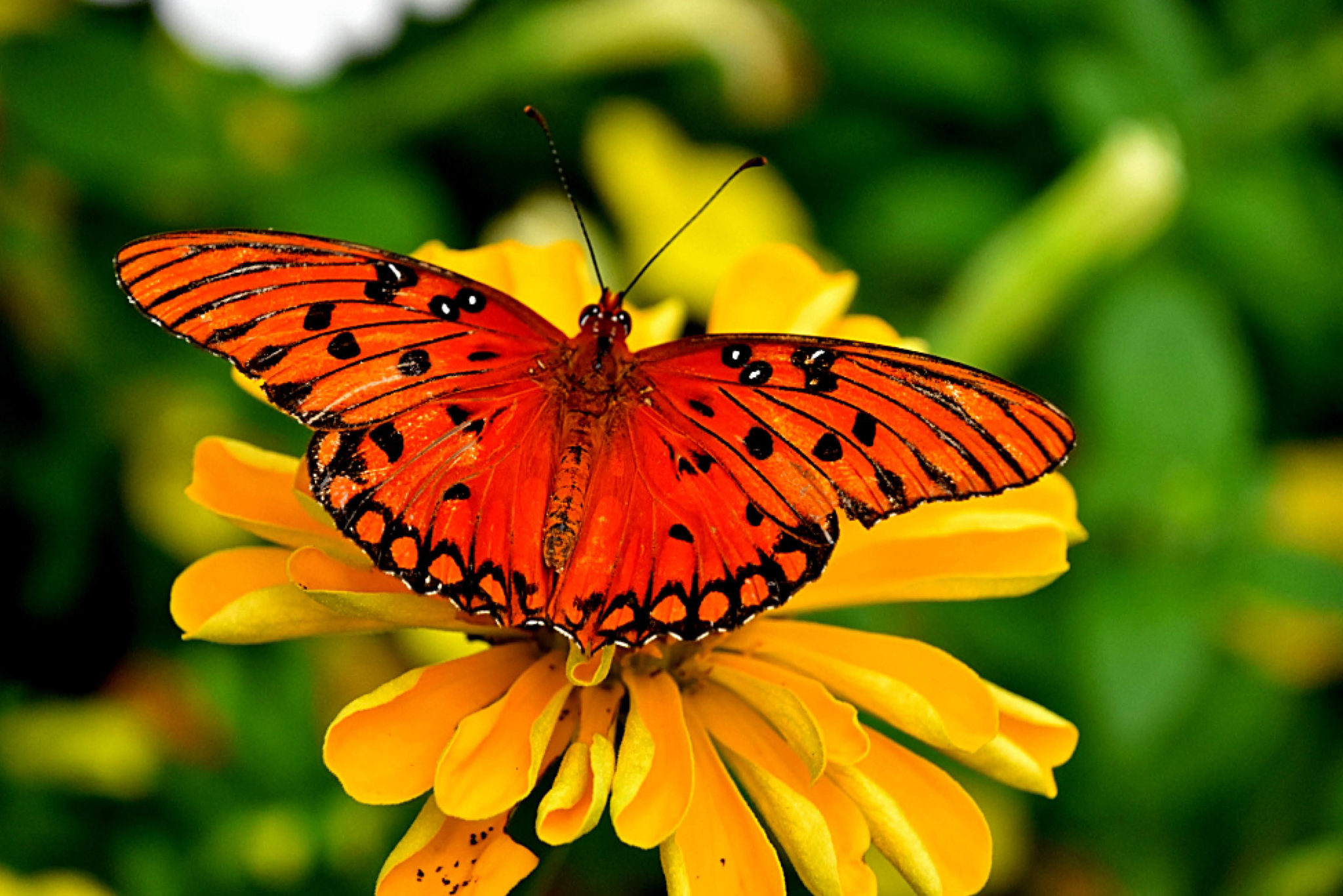 Celebre las mariposas en el 23° Festival Anual de Mariposas Flying Colors del Chattahoochee Nature Center.