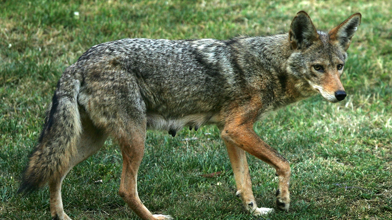 are coyotes scared of dogs