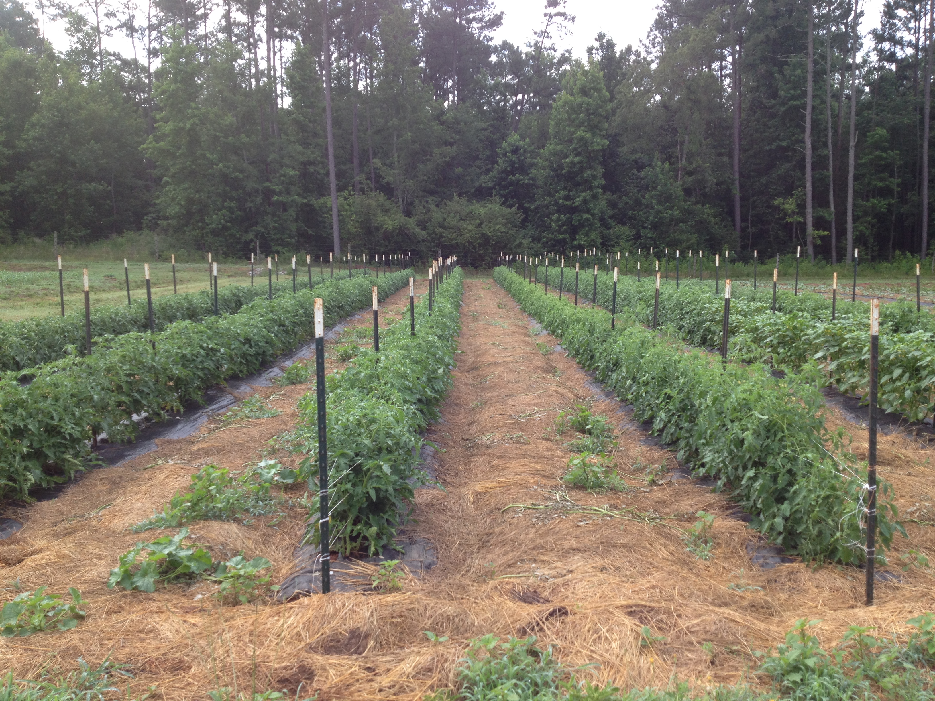 tomato fields at Riverview Farms
