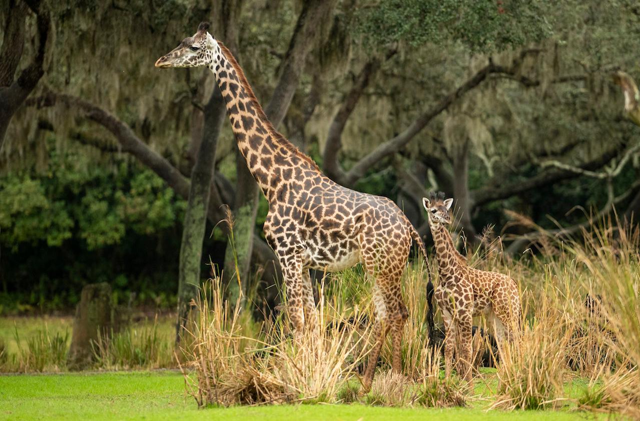 Baby giraffe born at Walt Disney World's Animal Kingdom
