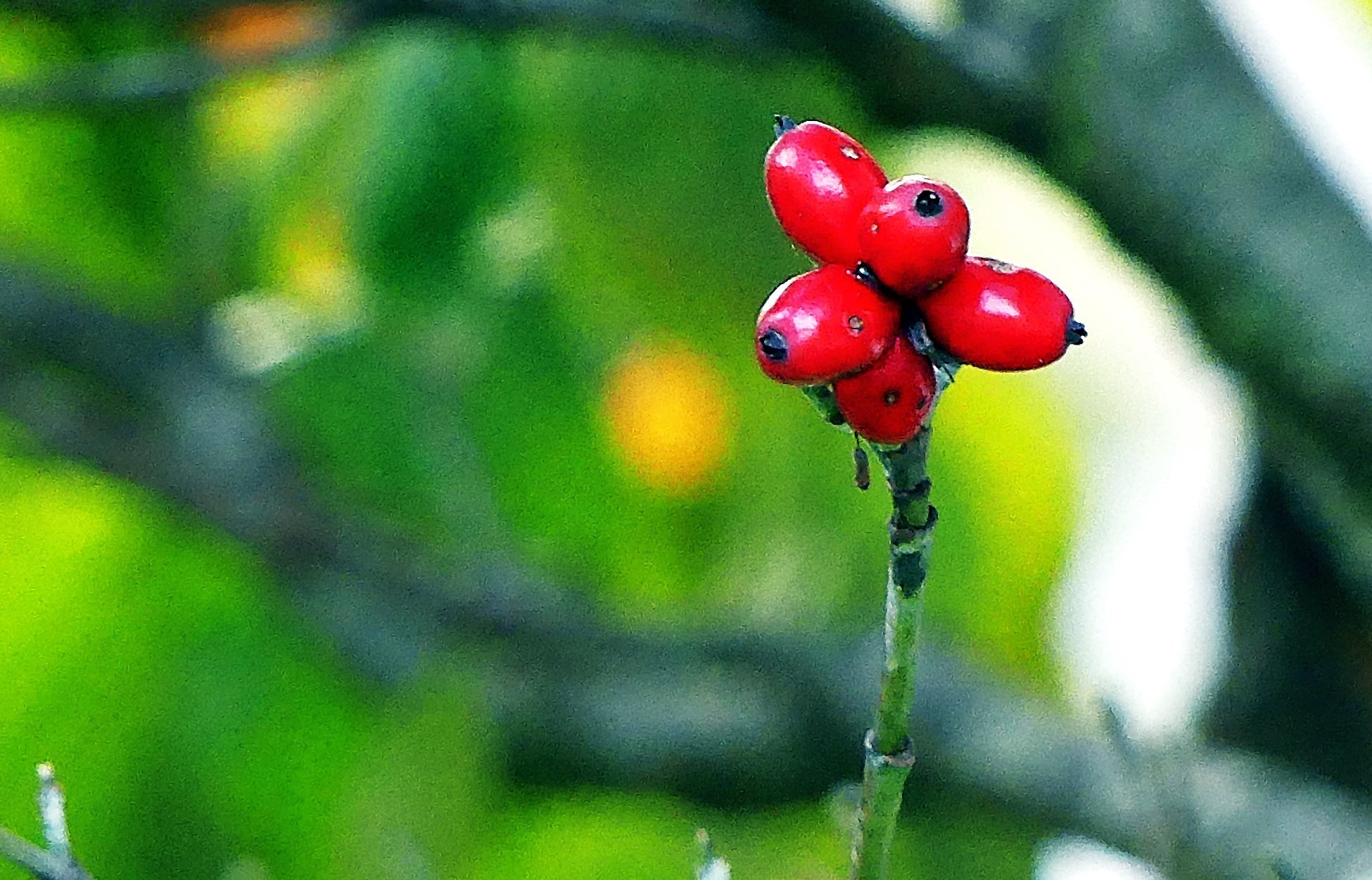 do all dogwoods have berries