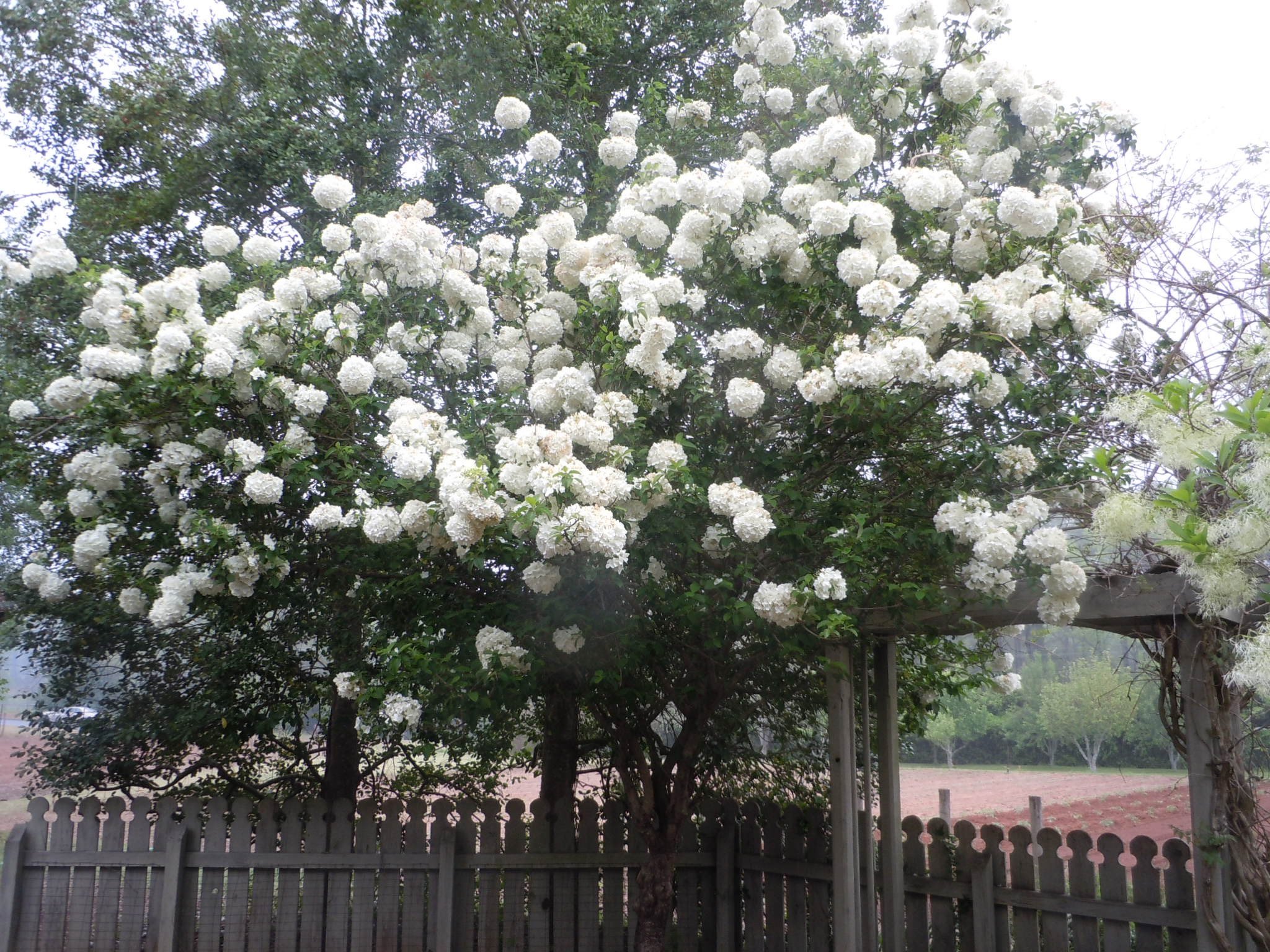 prune snowball bush in may | walter reeves' georgia gardening column