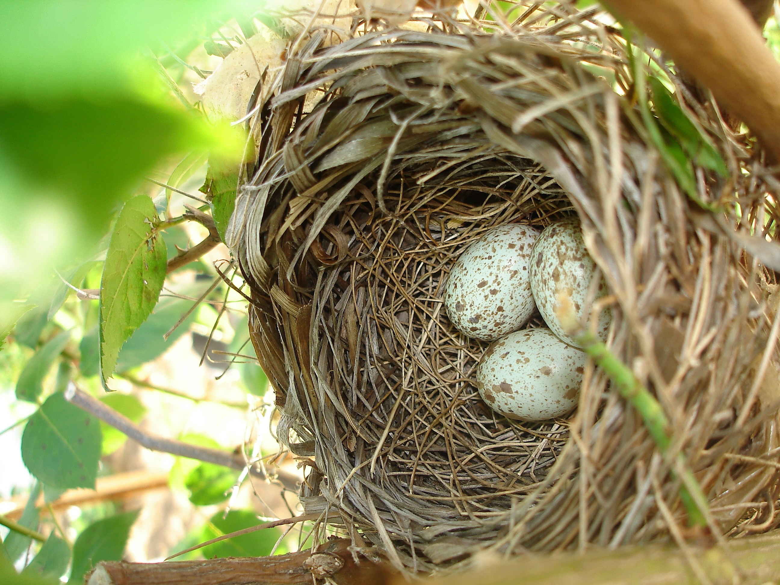 Their nests. Птичье гнездо. Гриб Птичье гнездо. Яйца птицы Кардинал. Прическа Птичье гнездо.