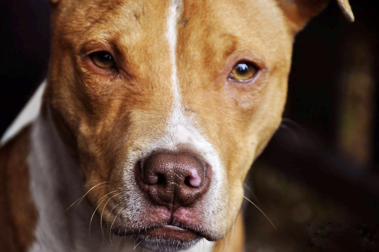 what countries allow pit bulls