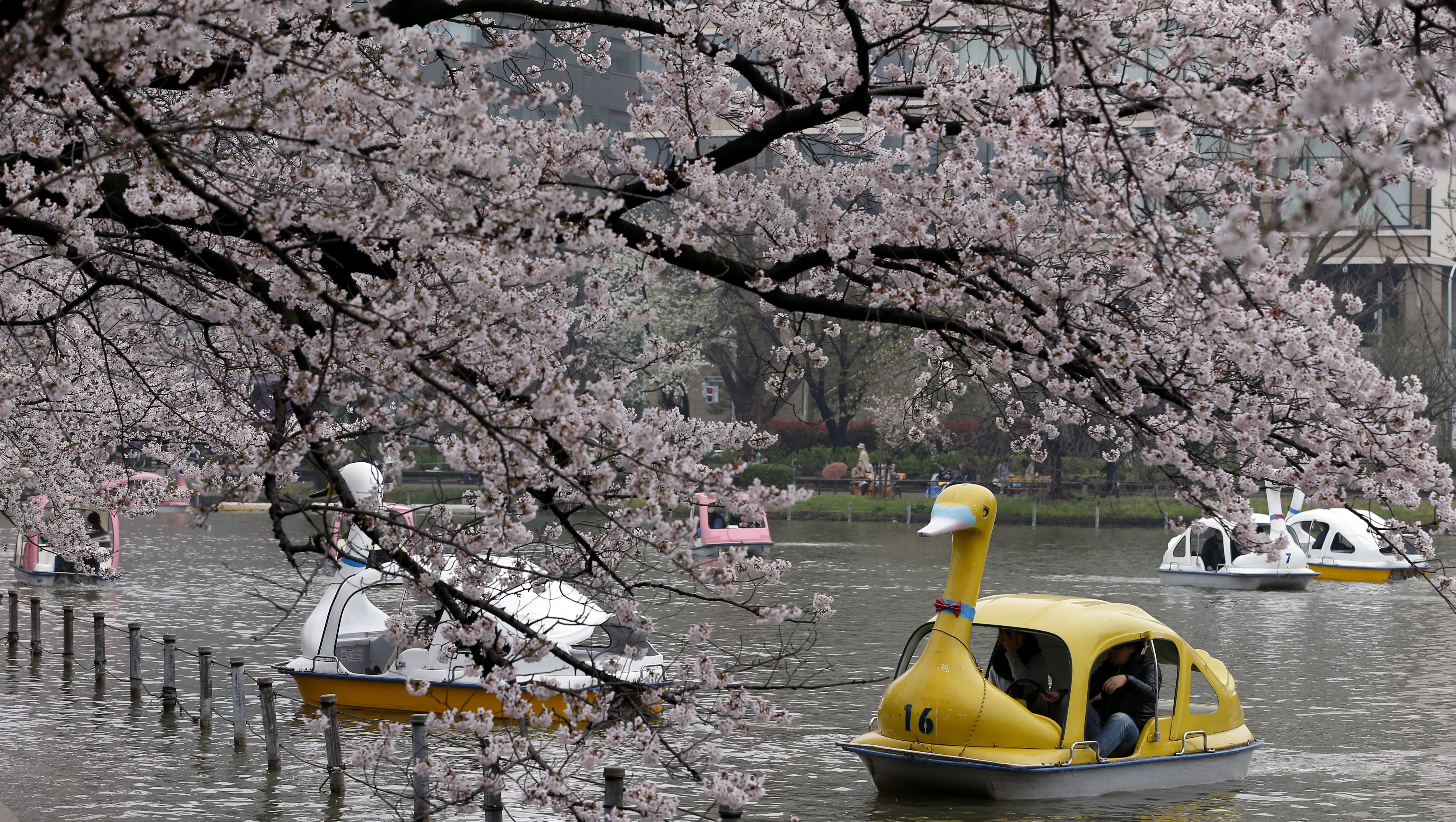 Sakura—The Ephemeral Beauty Of Japan's Cherry Blossoms