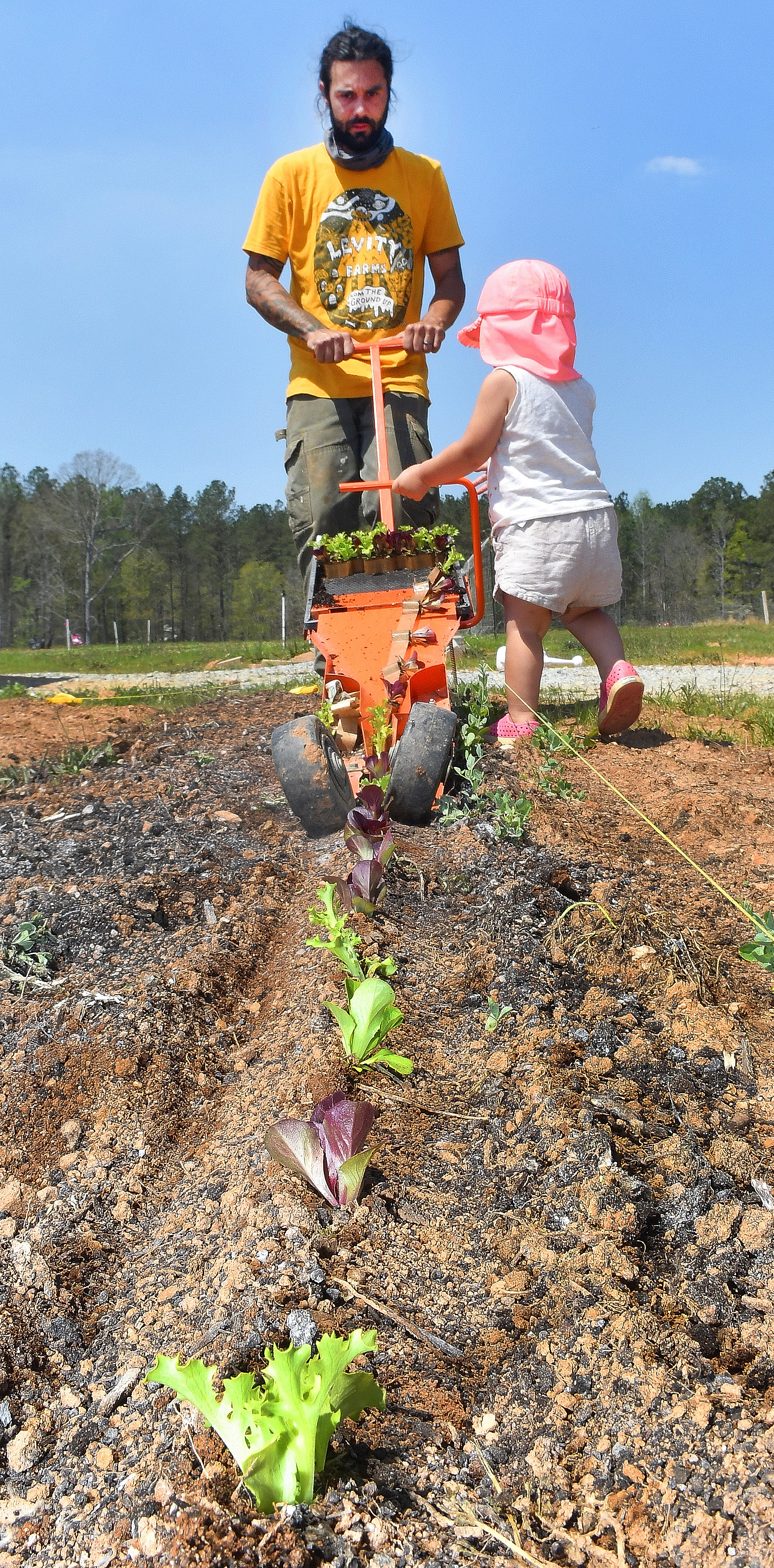 Zach Richards gets a little help from daughter Harlyn during a plant sowing session on the farm. The manual machine he's using digs a furrow, plants the young plant and covers it as the machine is pulled along. The seedlings are attached using a biodegradable paper that keeps them together just for this process. Chris Hunt for The AJC