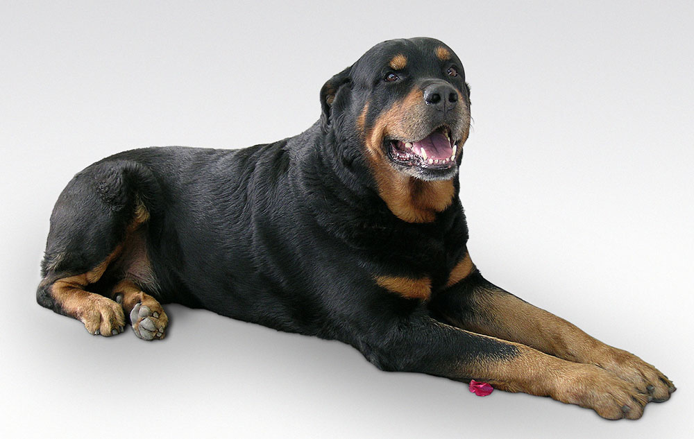 when is rottweiler full grown