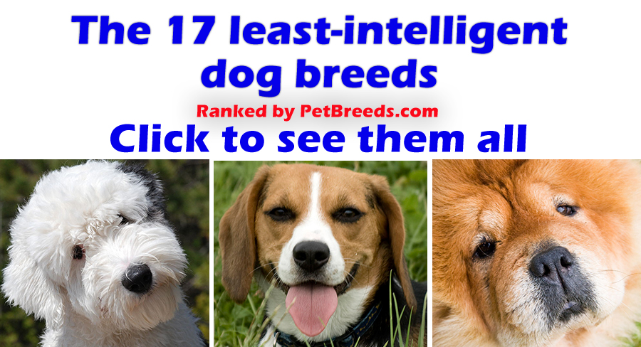 least intelligent dog breed