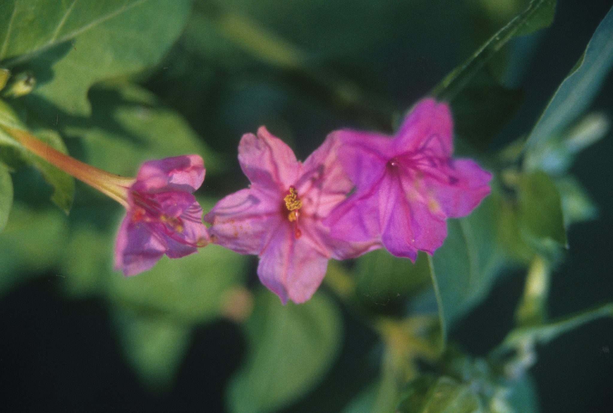 Four O Clock Has A Beautiful Flower But May Need Control Walter Reeves Gardening Column