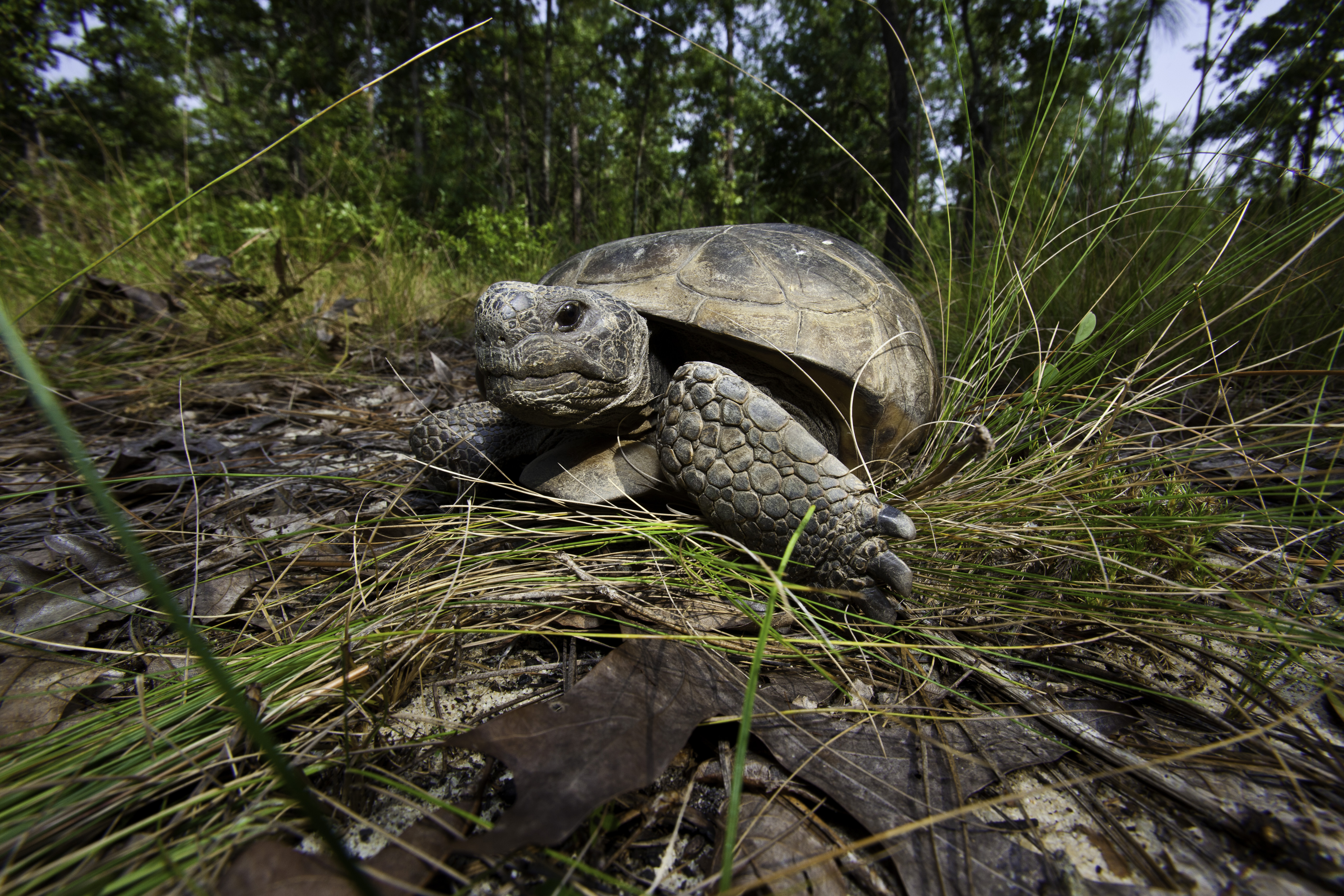 The threatened gopher tortoise (Gopherus polyphemus) is considered a keystone species because its burrows provide shelter for hundreds of other animal species.