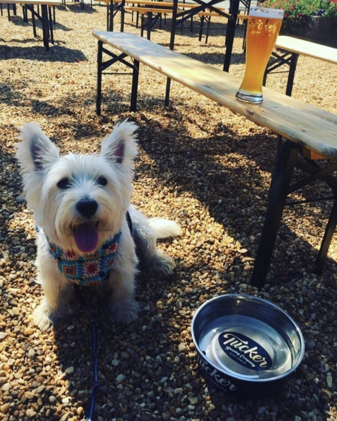 A happy dog is having fun at the Tucker Brewing Co.
Courtesy of Tucker Brewing Co./ Photo credit Jonathan Phillips.