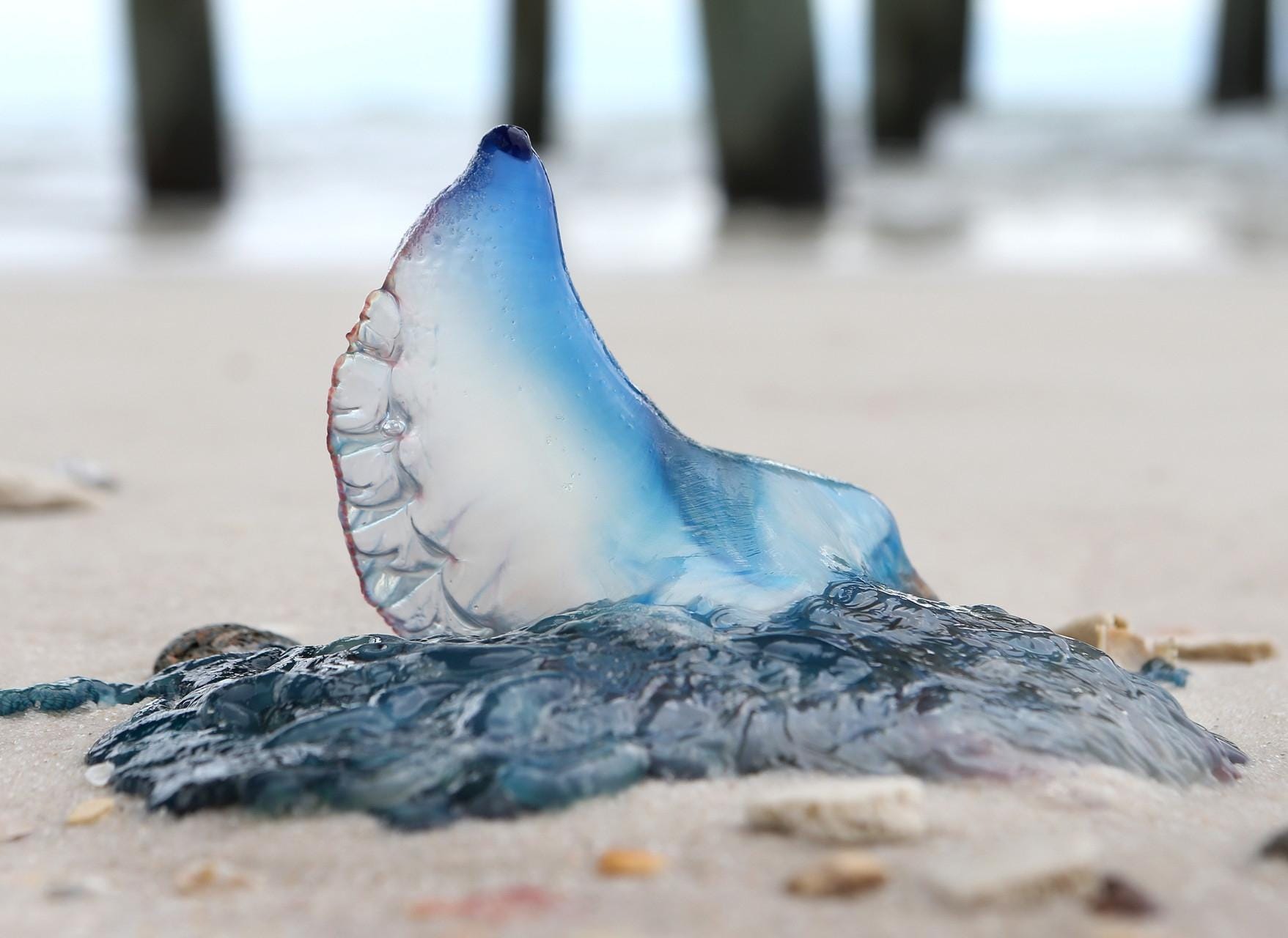 JELLYFISH: These squishy critters injure beach-goers far more often than any other type of sea life. Since a sting from jellyfish tentacles can prove painful even when the creature is dead, smart beach-goers everywhere give them a wide berth both in the water and along the shore. The U.S. National Library of Medicine, National Institutes of Health, offers advice on how to treat jellyfish stings. NOAA In the photo above: Man o' War: What are they: Another cluster of organisms and not a true jellyfish, the Man o' War is actually a group of orgaisms acting as one to survive. They're so named because the top sailsits on top of the water and resembles a warship at full sail. Do they sting: YES. Man oí War have incredibly long tentacles (up to 100 ft!) and they pack a wallop that may send someone to the ER if they have a reaction. STAY AWAY.