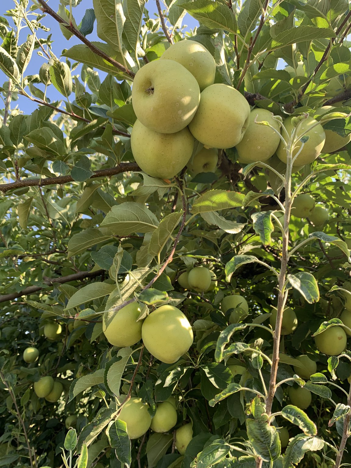 Late Frost Will Cut Into Georgia Apple Harvest